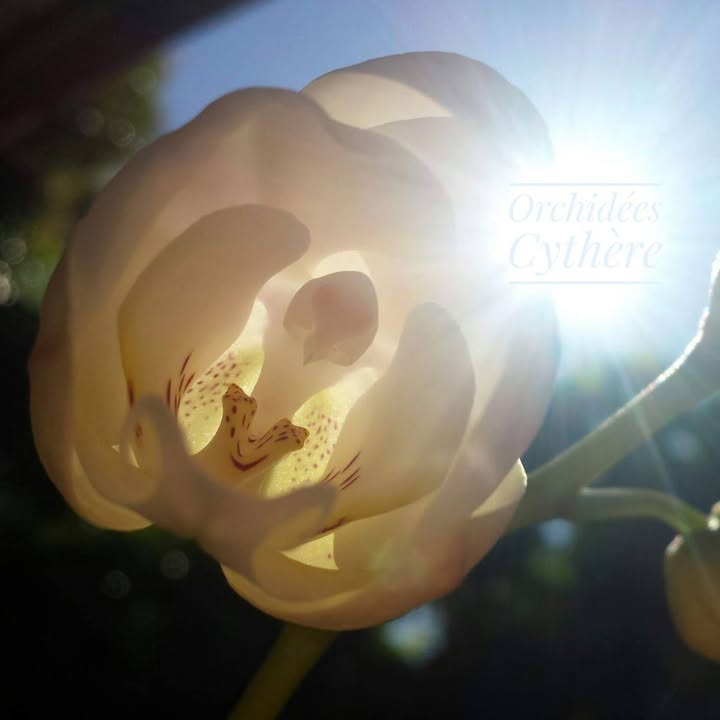 Logo Orchidées Cythère
