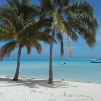 Logo LOC DOM MOOREA