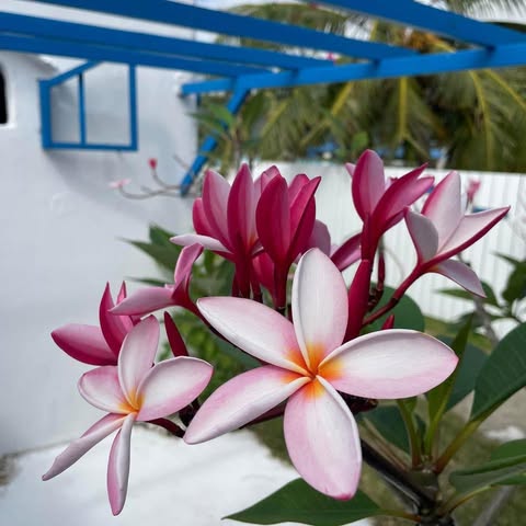 Anapa Beach Guesthouse — Moorea