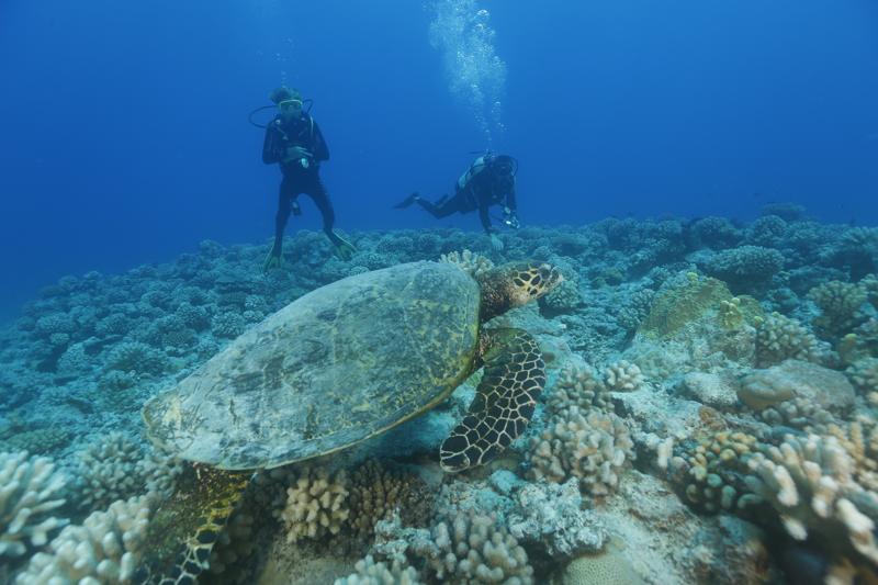 Logo Moorea Plongée Formation
