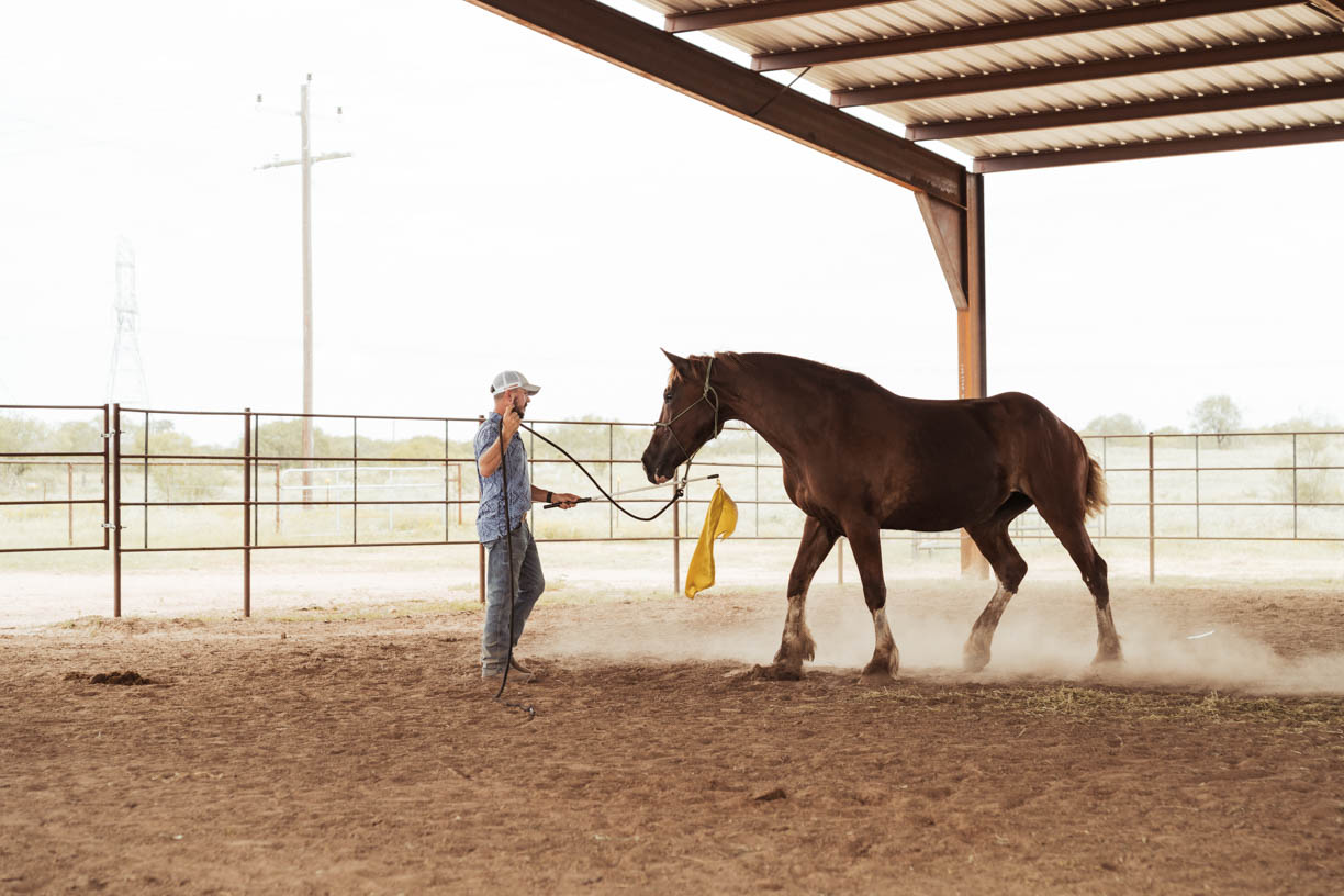 Desensitizing Workshop at Grace Ranch