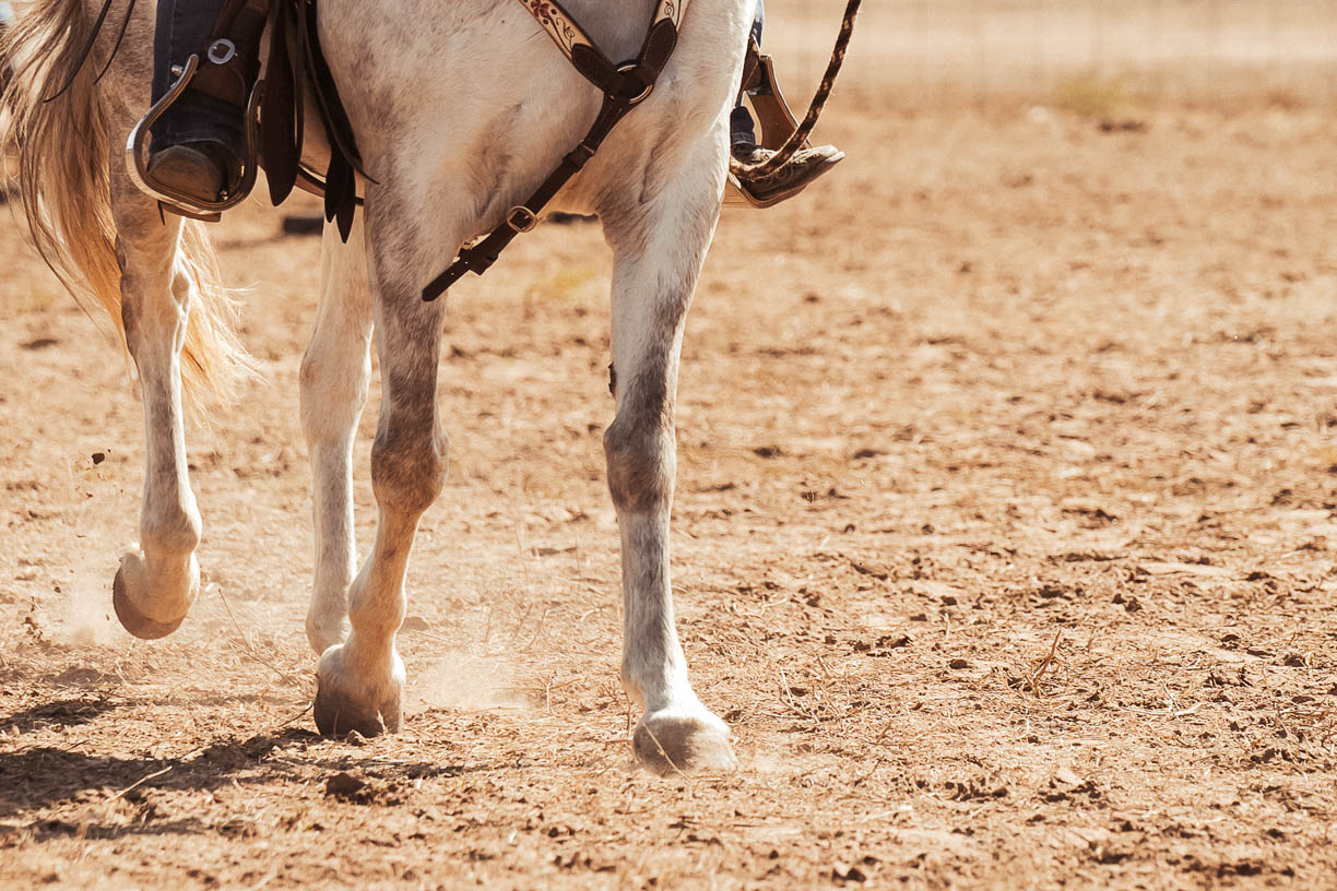 Driving Workshop at Grace Ranch