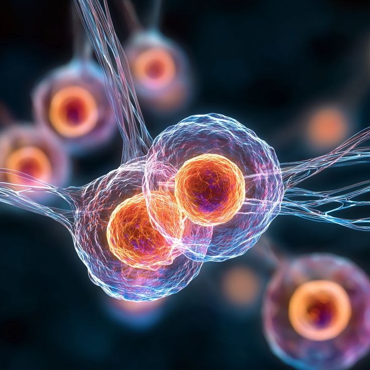 Cell therapy preparation using bone marrow aspirate concentrate