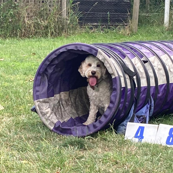 Dog sports classes