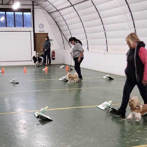 Rally obedience classes for dogs