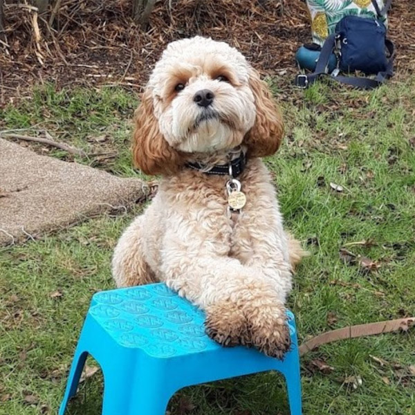 Agility classes for dogs