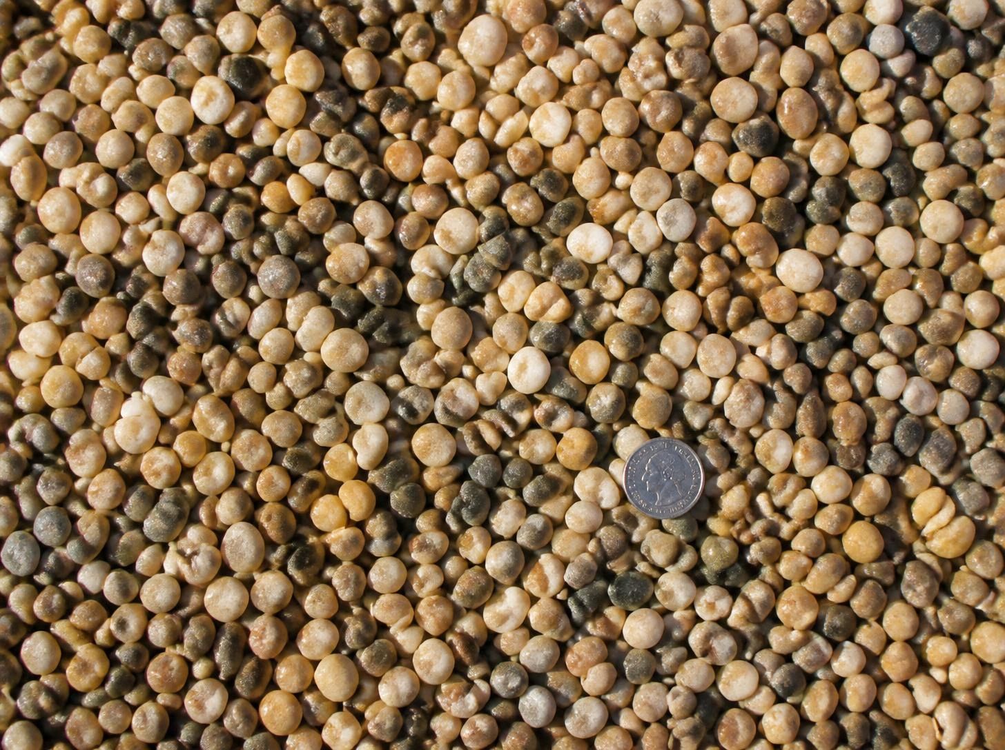 Close-up of smooth rounded pea gravel in tan, gray, and white with a quarter for scale