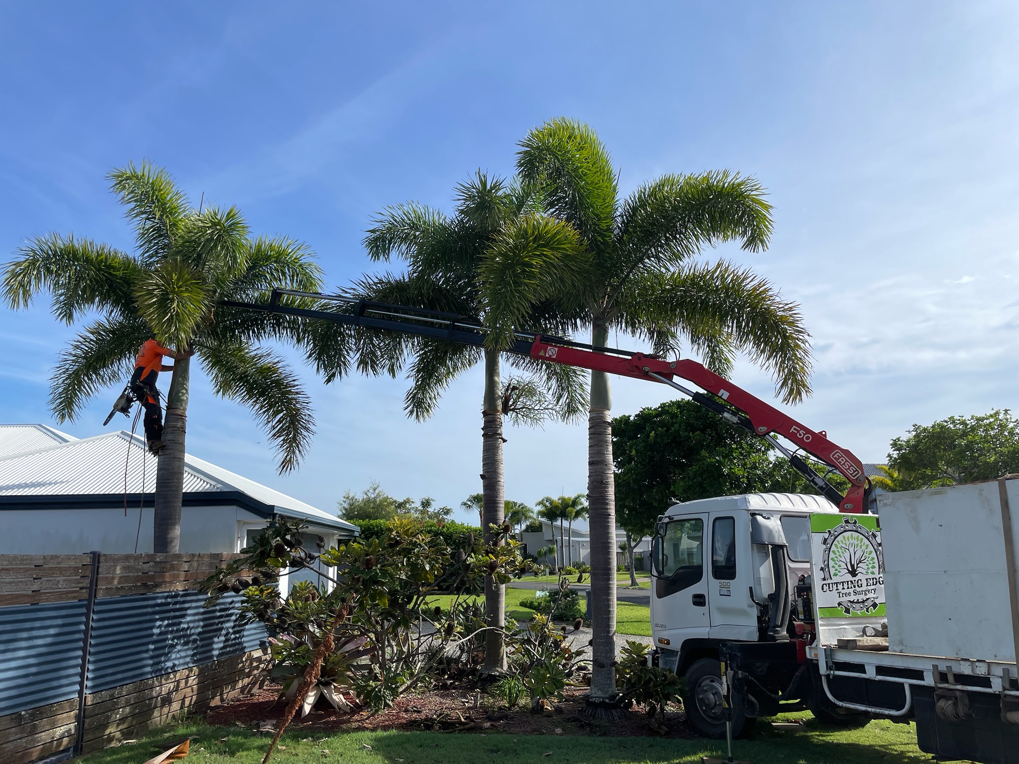 Palm Tree Removal