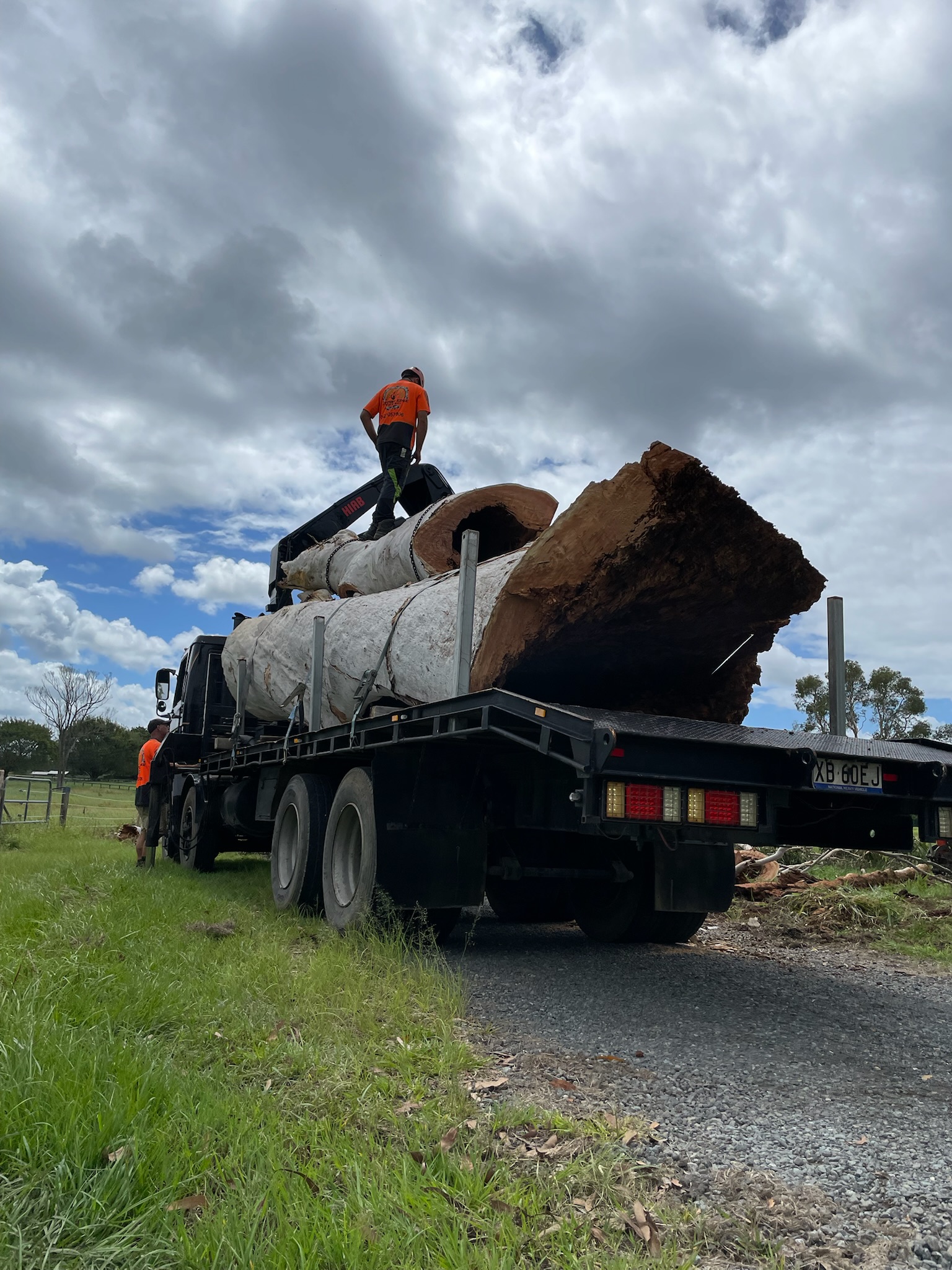 Tree Removal & Pruning