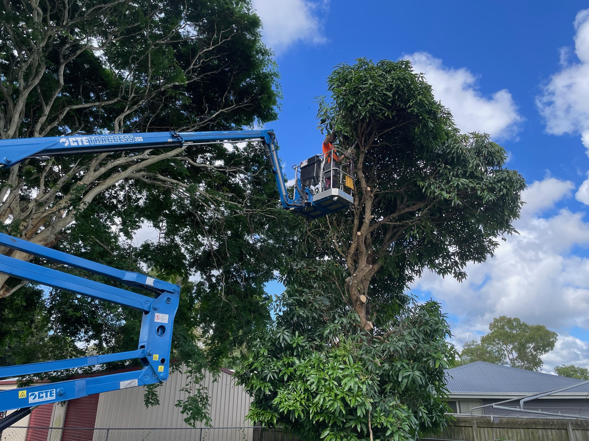 local arbor services tree cutting in ningi area