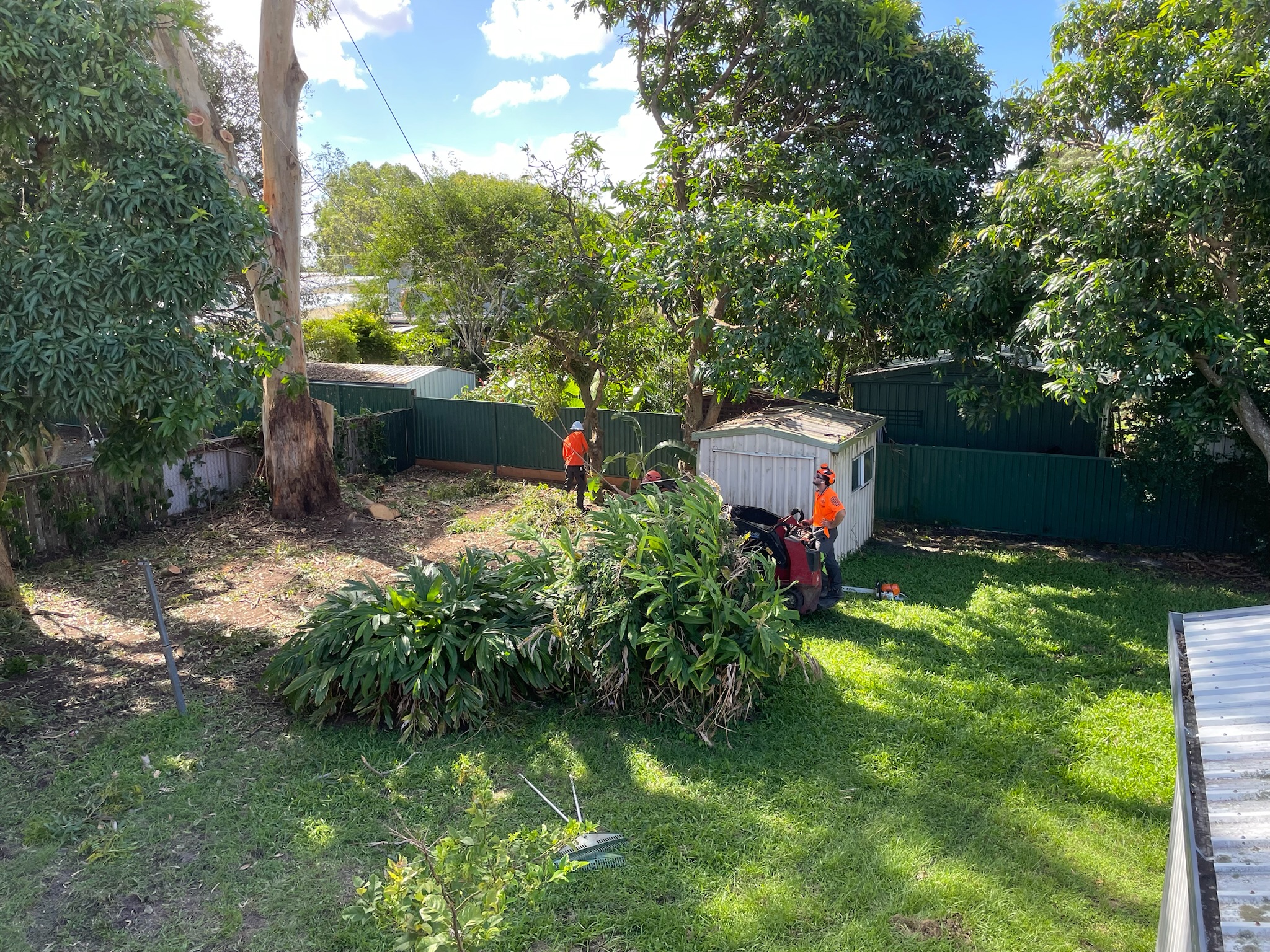 Overgrown Yard Cleanup