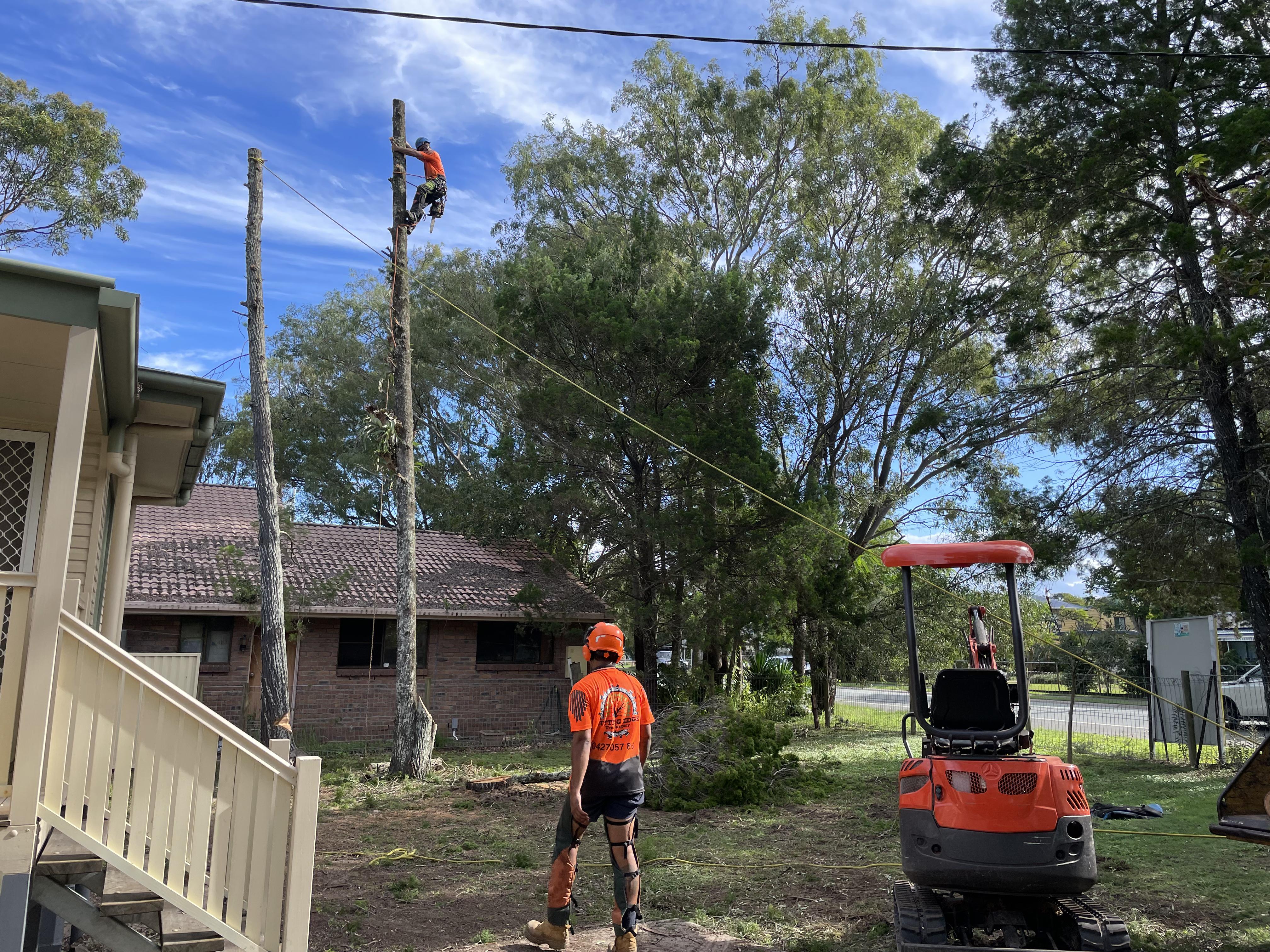 Tree Removal Near Power Lines