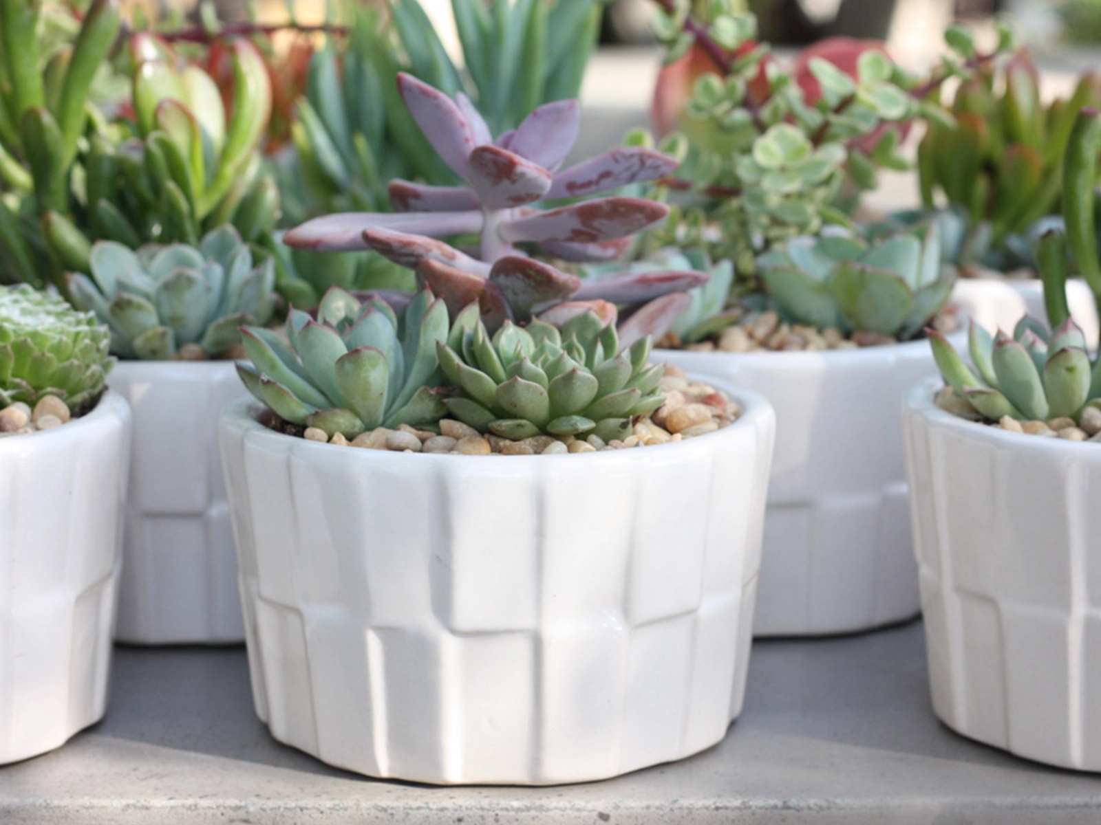 Habitudes planter styled in a garden
