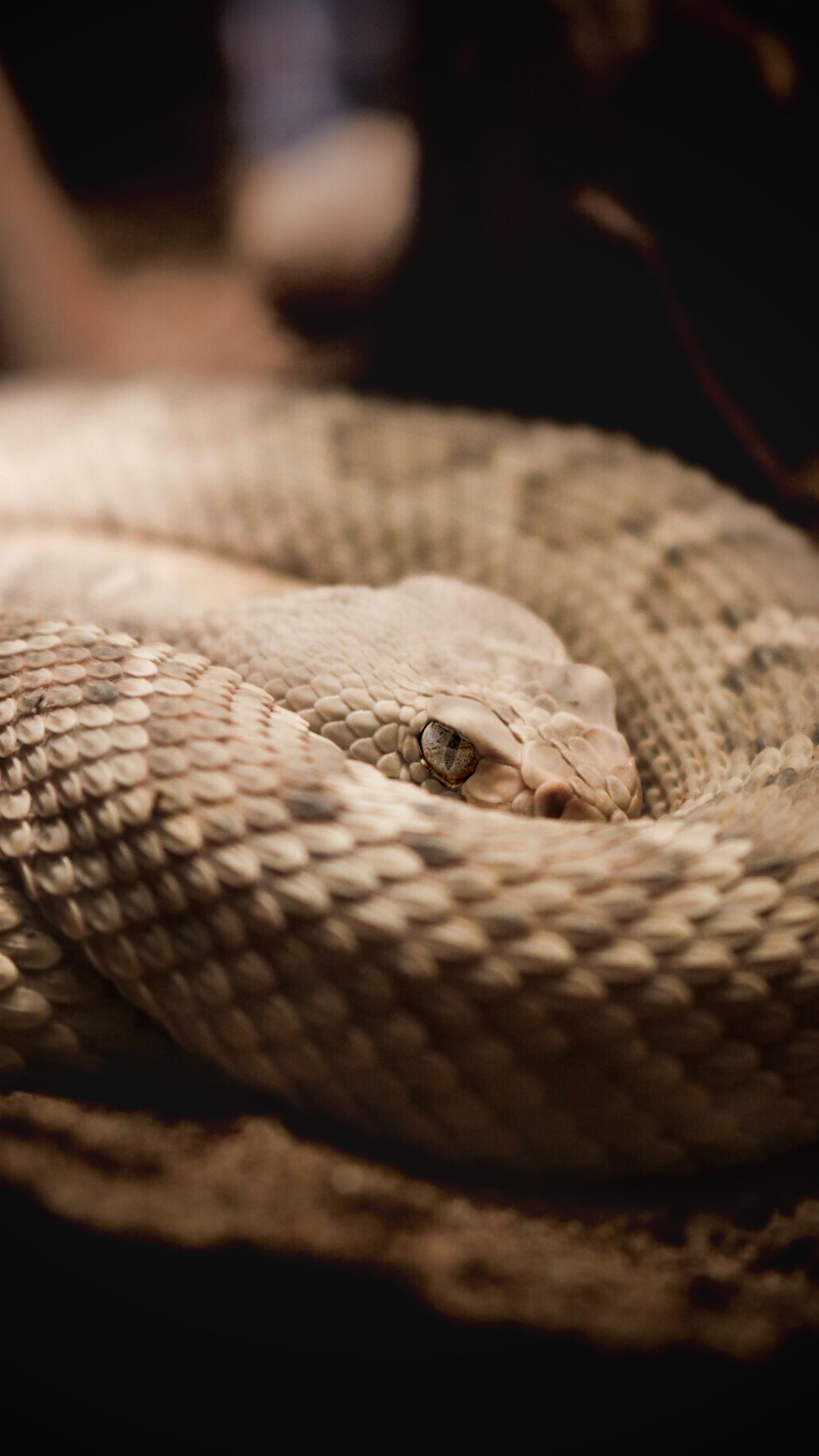 A timber rattlesnake coiled up and trying to avoid human interaction. A timber rattlesnake coiled up and trying to avoid human interaction.