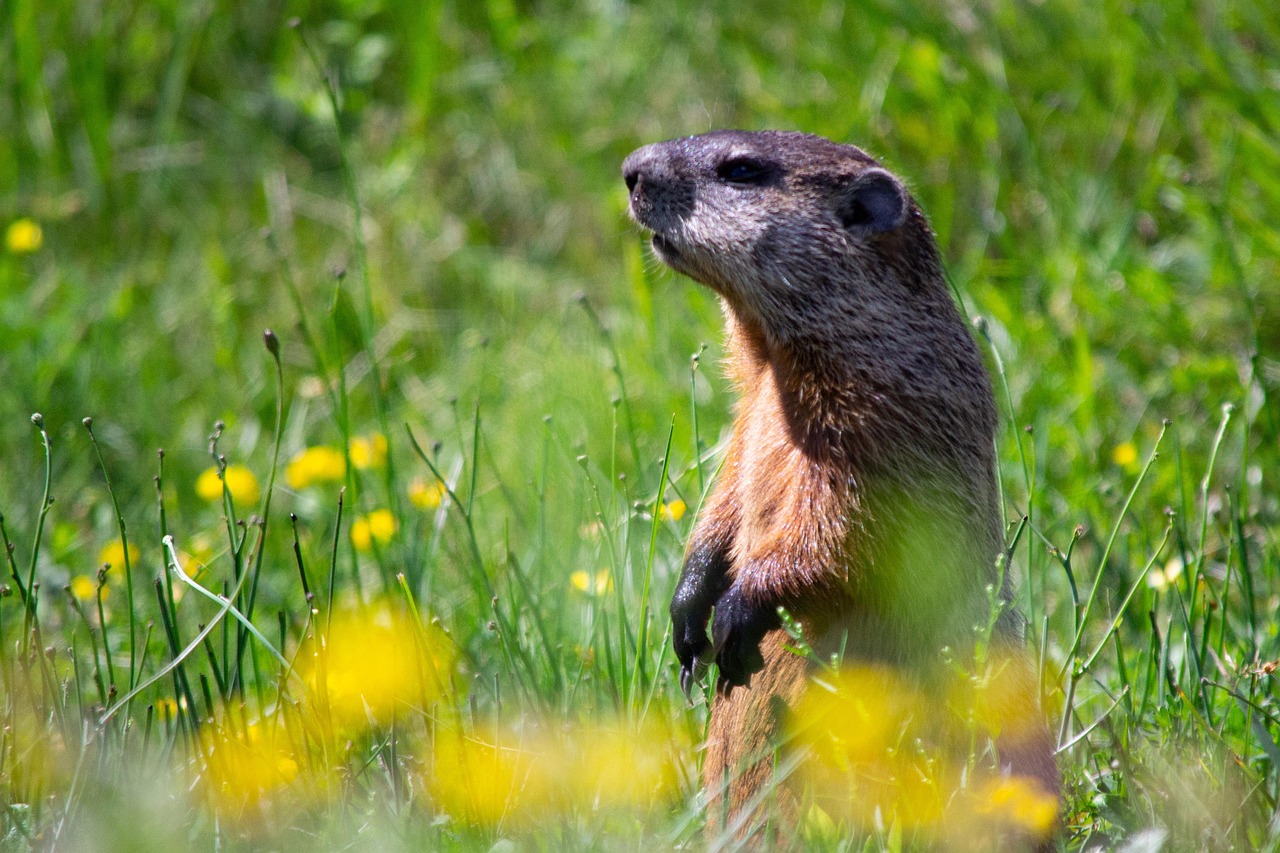 A groundhog popping its head up out of its burrow in a lush green lawn. A groundhog popping its head up out of its burrow in a lush green lawn.