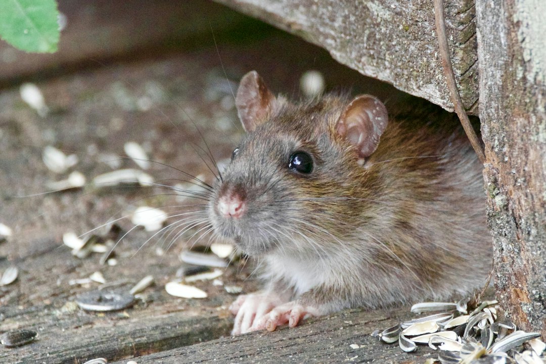 A mouse looking out from under a foundation stone on a Fredrick MD home.