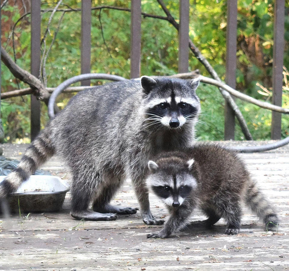 Two raccoons walking along a Maryland residential deck.