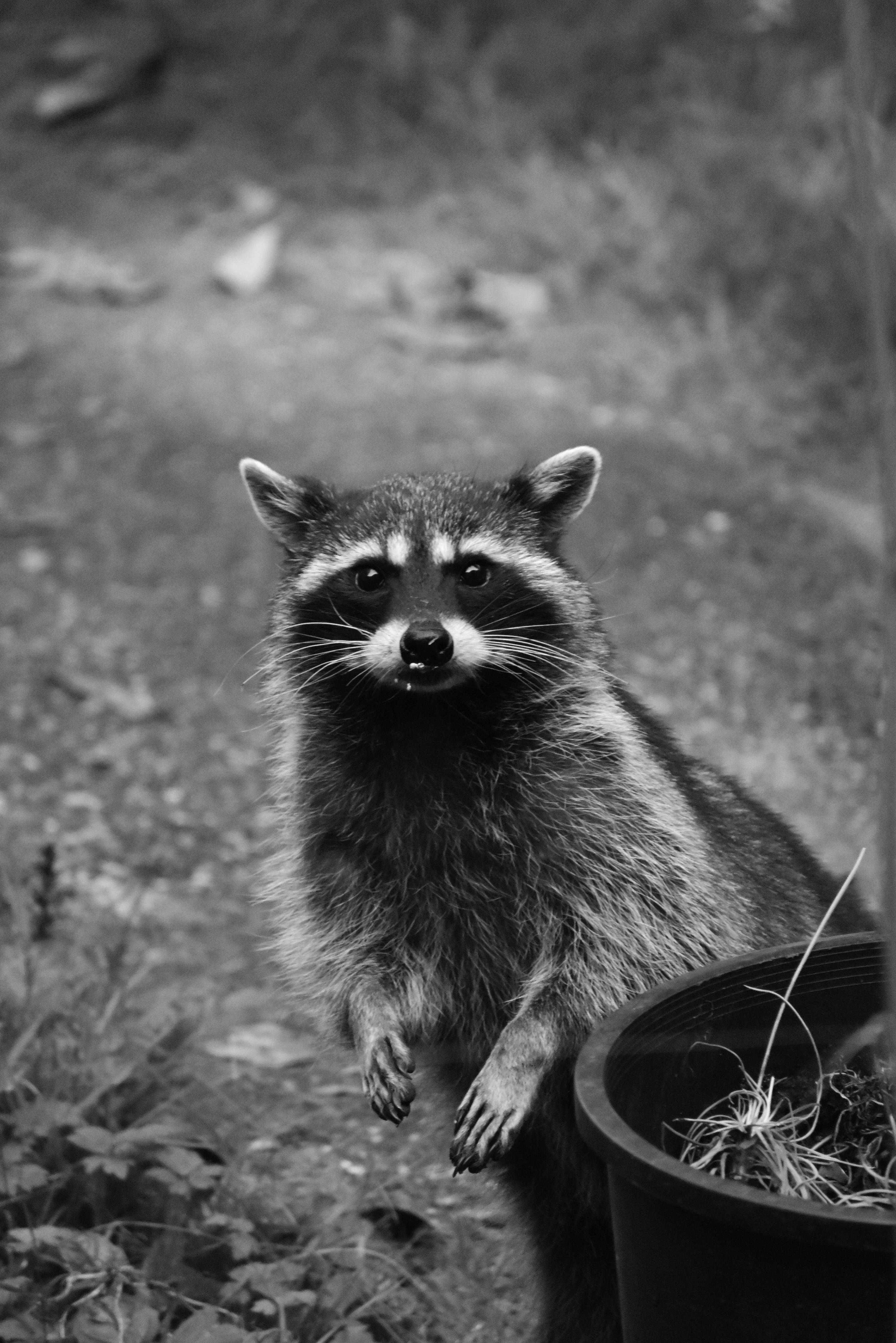 A lone raccoon looking up at the camera from a gray gravel path outside a Maryland home. A lone raccoon looking up at the camera from a gray gravel path outside a Maryland home.