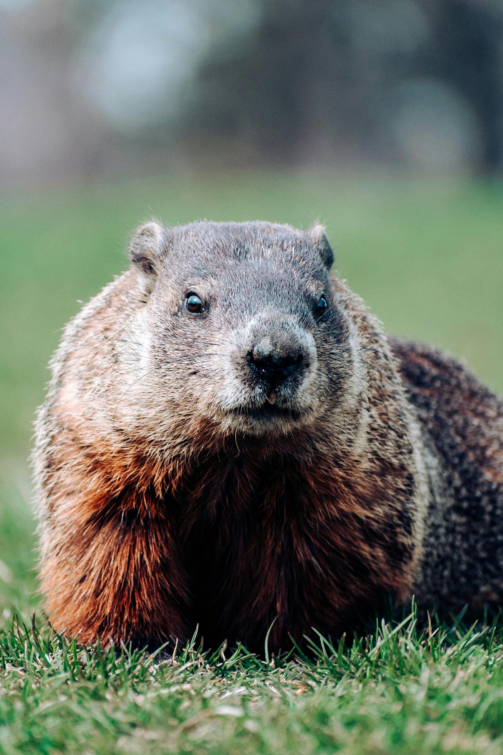 A common Maryland groundhog, also frequently called a woodchuck or whistle-pig.