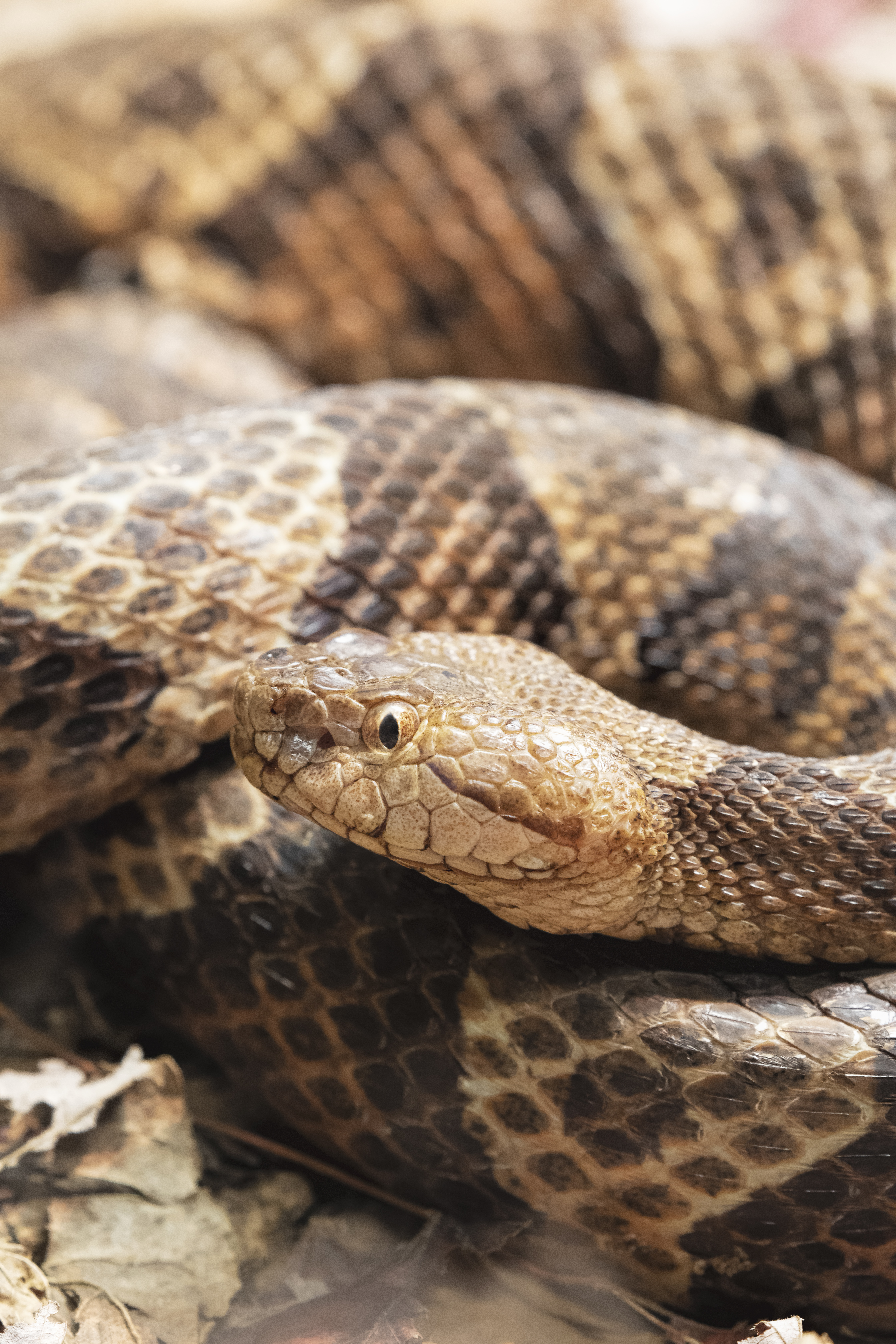 This image shows a Northern Copperhead, a venomous pit viper native to Eastern North America.