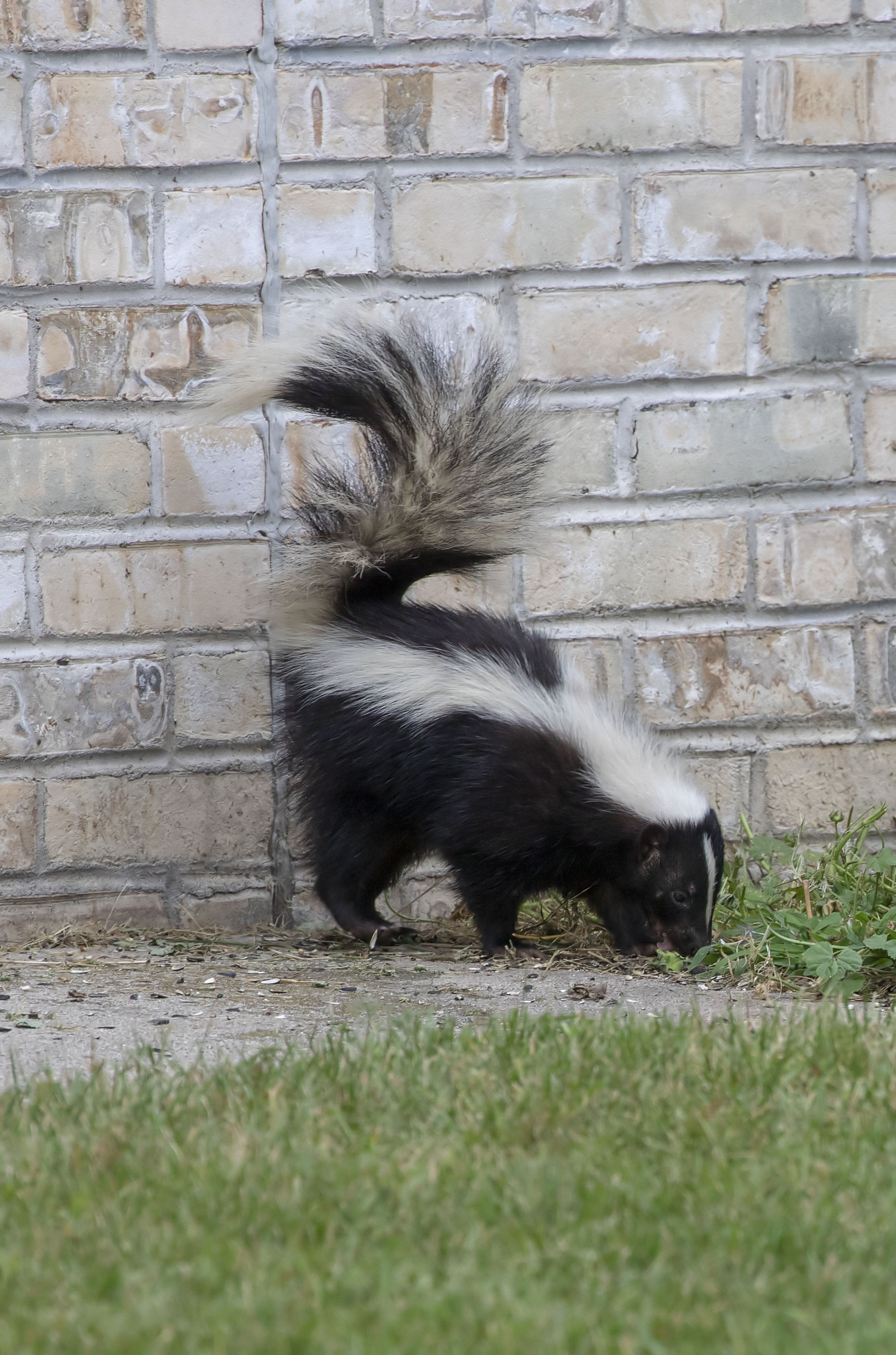 A skunk walking along the brick wall of a Maryland residential home.