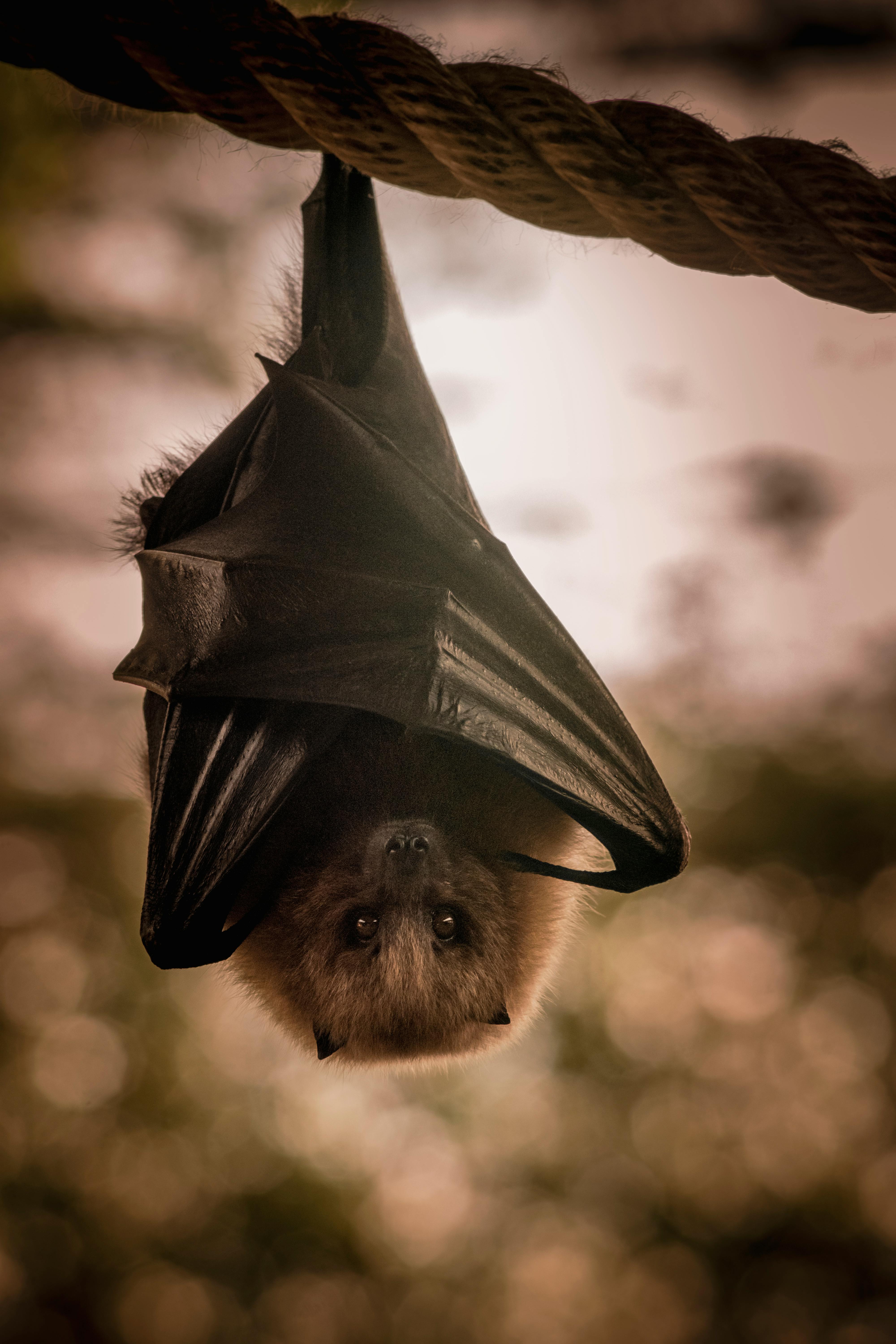 A flying fox (Pteropidae), recognized by its large, fox-like face, dark leathery wings, and thick fur.