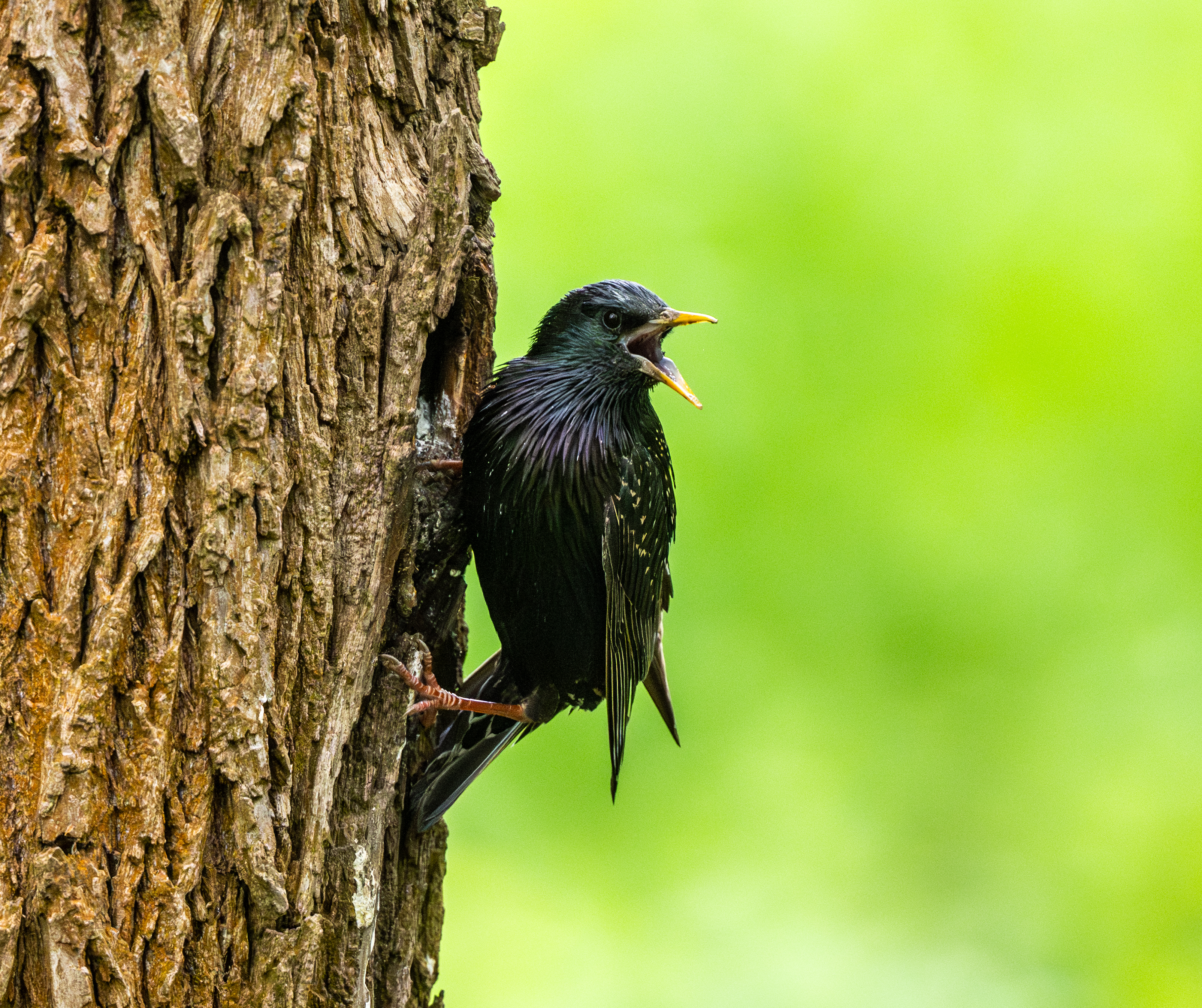 A European Starling (Sturnus vulgaris), identified by its iridescent black plumage and yellow bill.