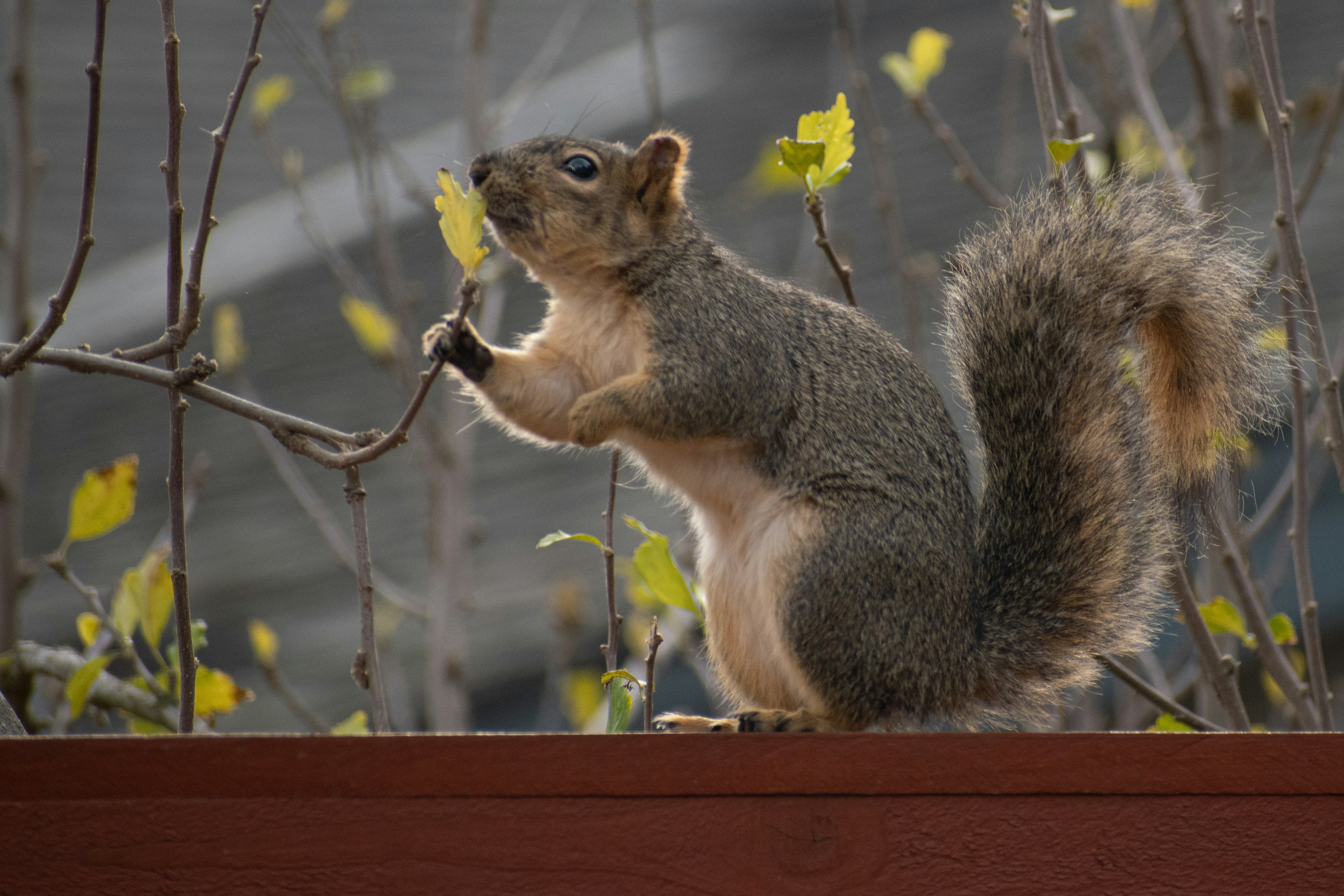 A common squirrel investigating a tree leaf outside a Maryland home.