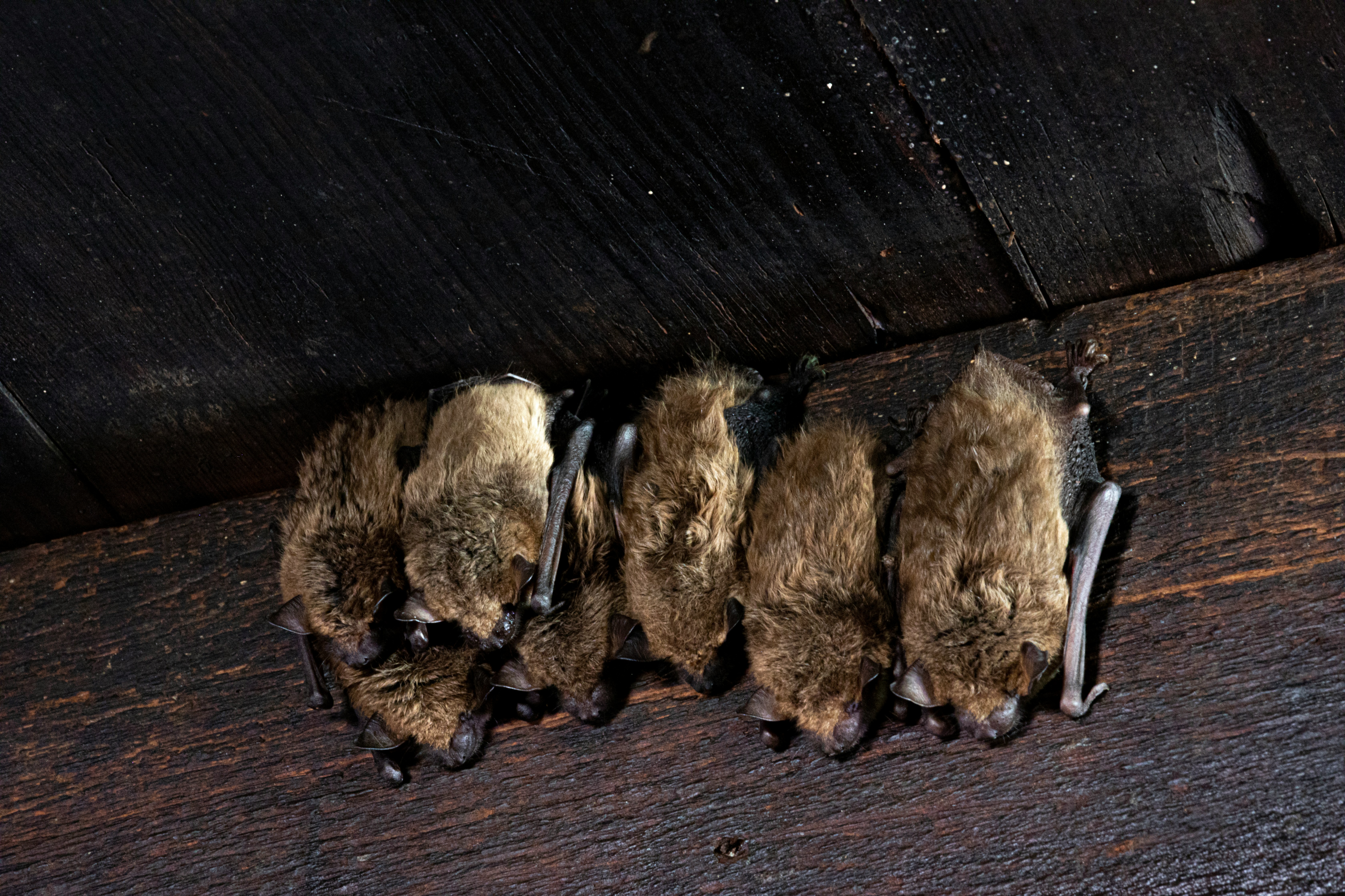 A cluster of small bats huddled together and sleeping in a Maryland attic. A cluster of small bats huddled together and sleeping in a Maryland attic.