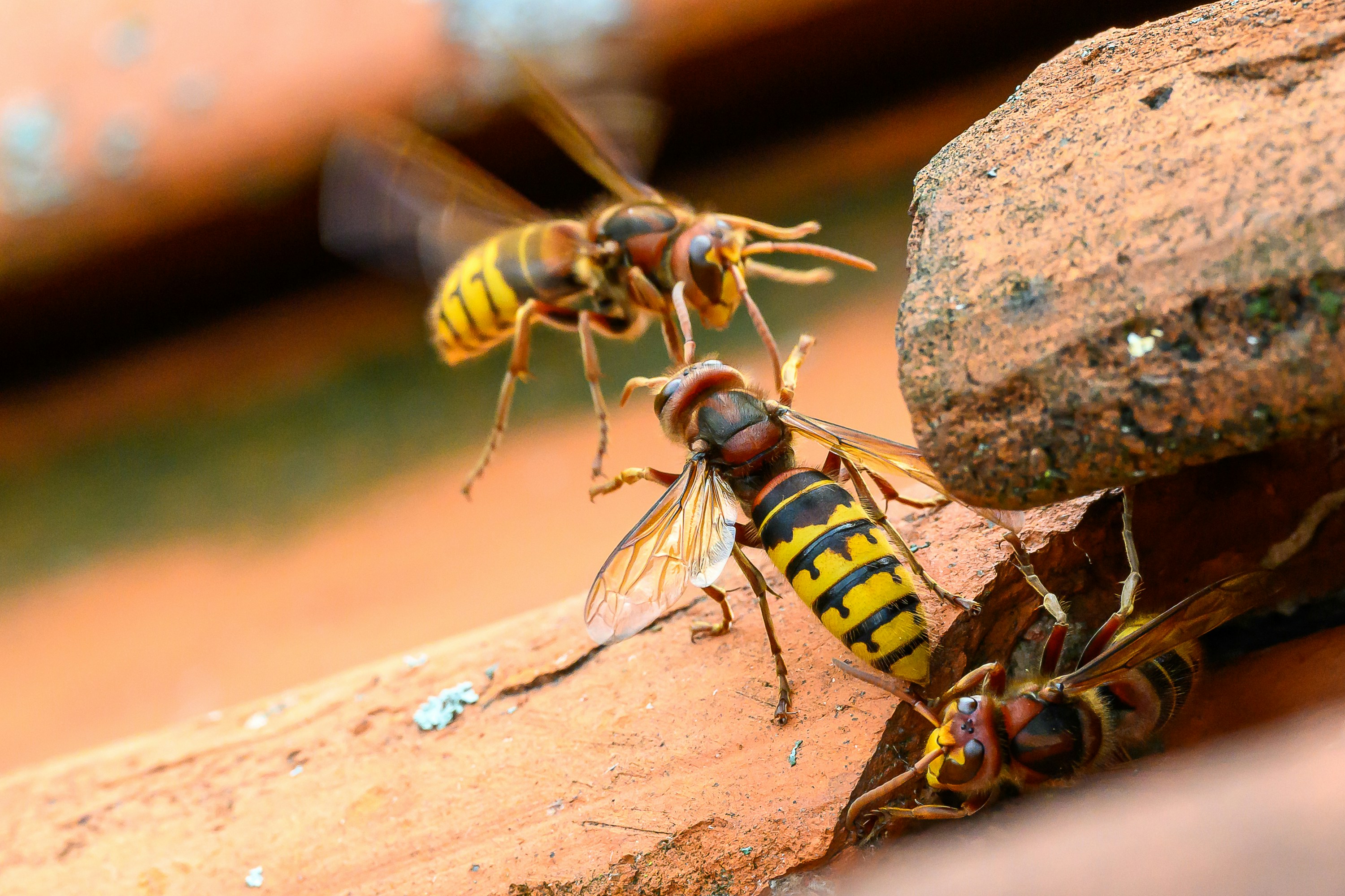 Three European hornets flying around a piece of broken terra cotta tile.