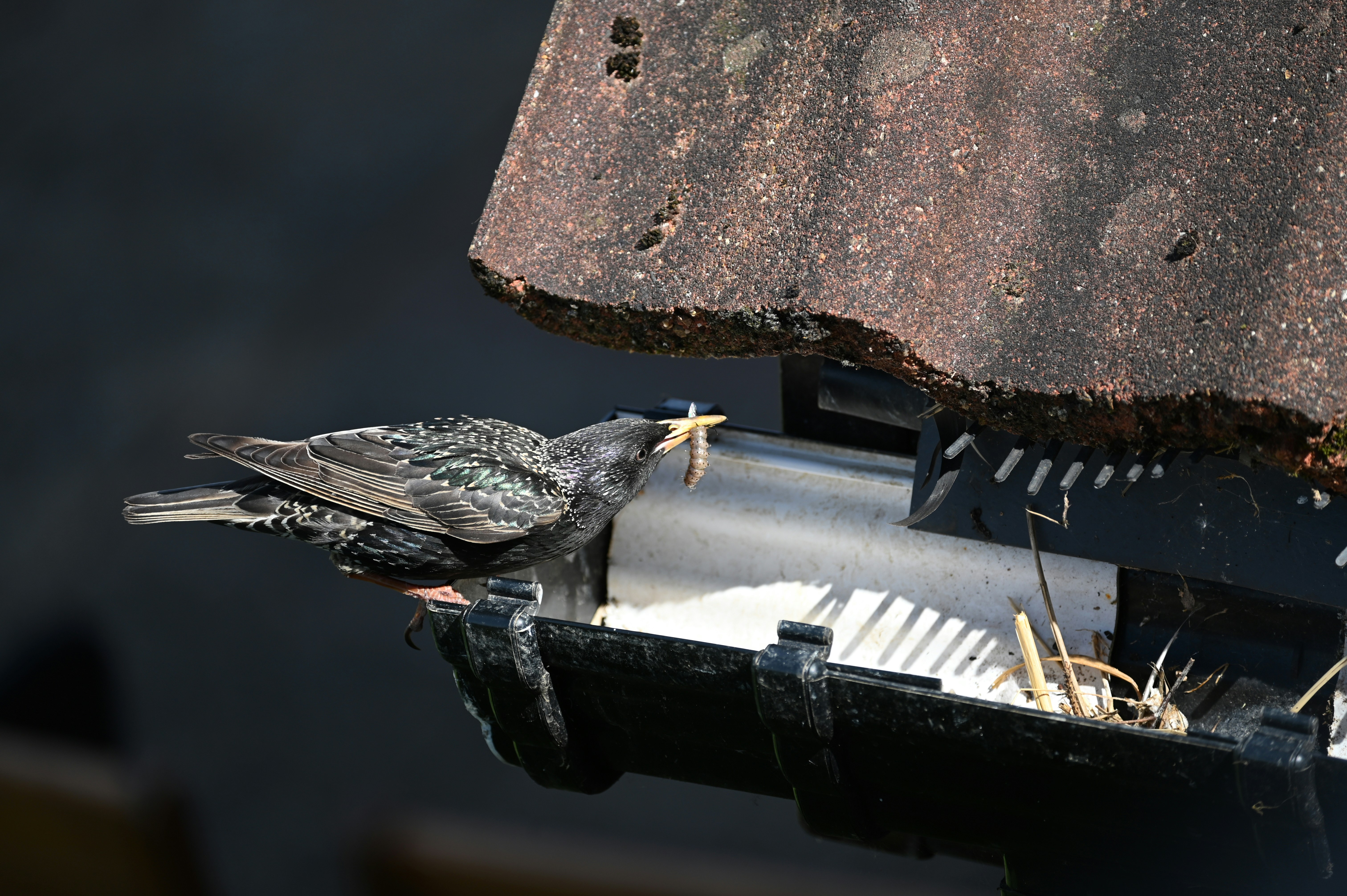 A bird sitting on a residential gutter carrying materials to build its nest.