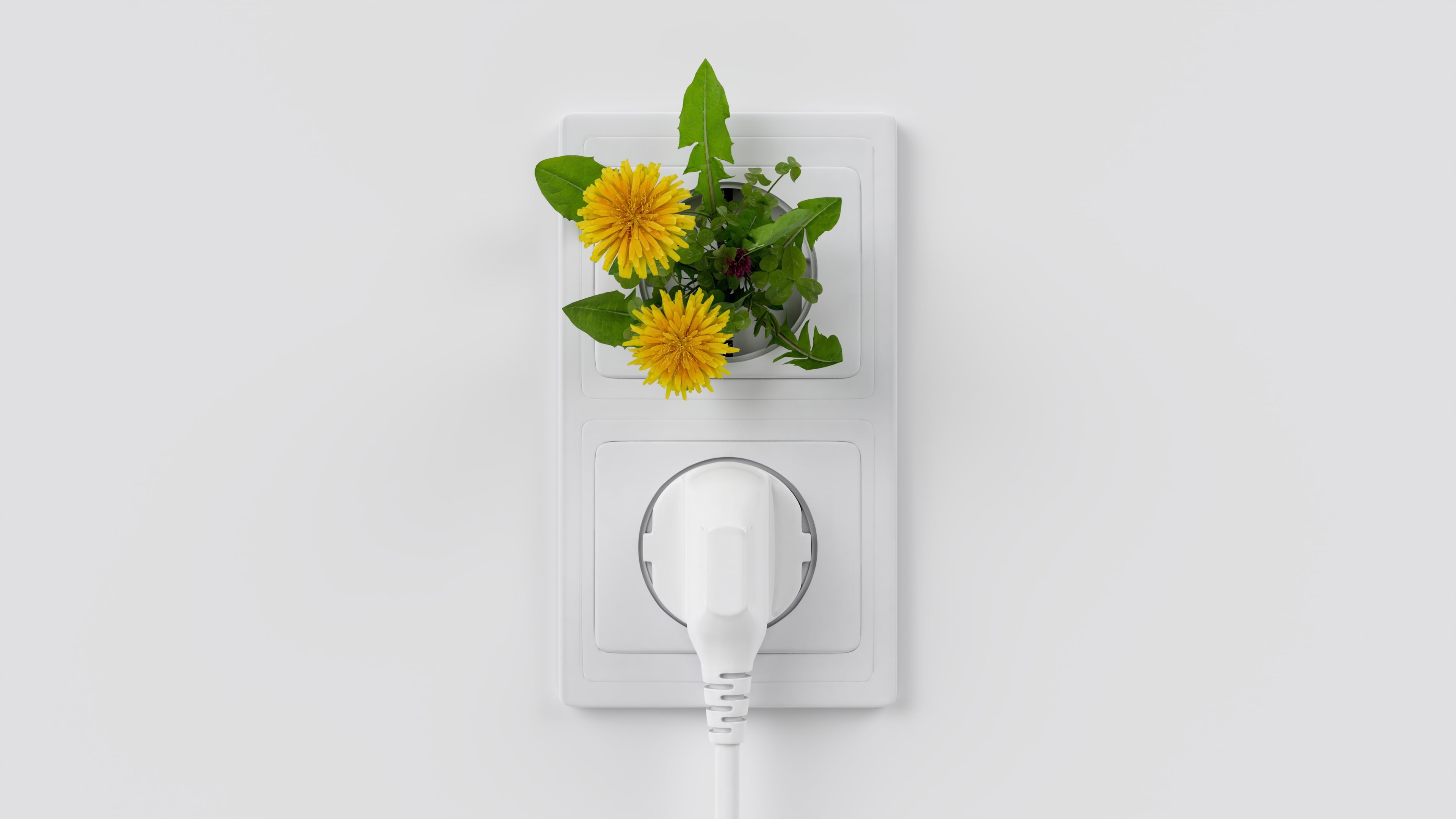 les plantes sensibles à l'électricité comme nous