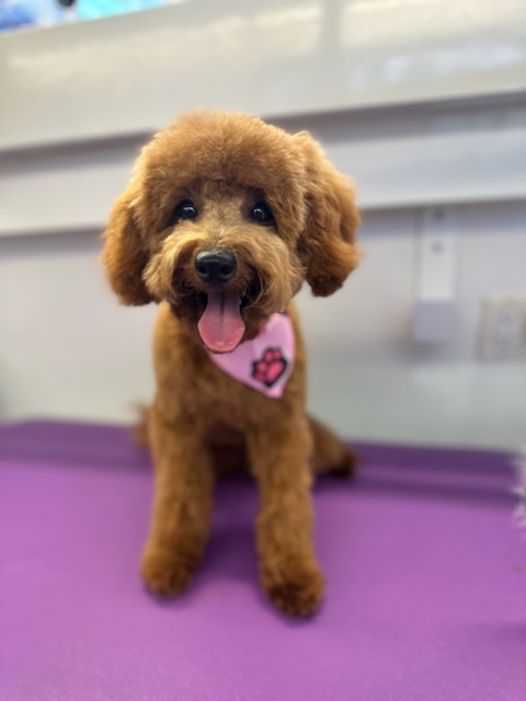 South Tulsa Mini Grooms