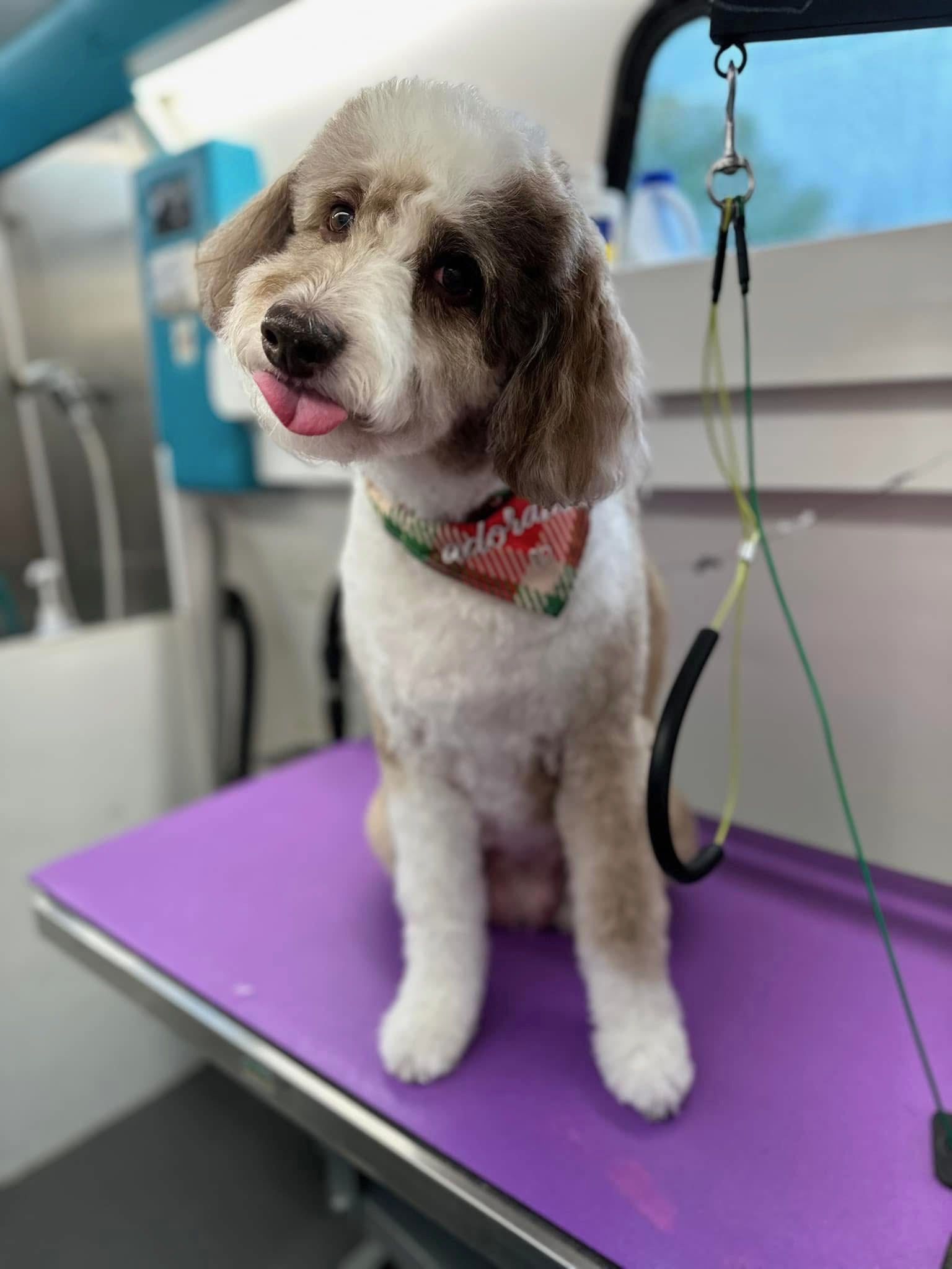 Bathing Service Bixby