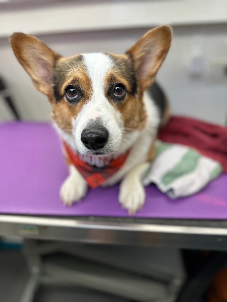 Mounds Full Dog Grooming