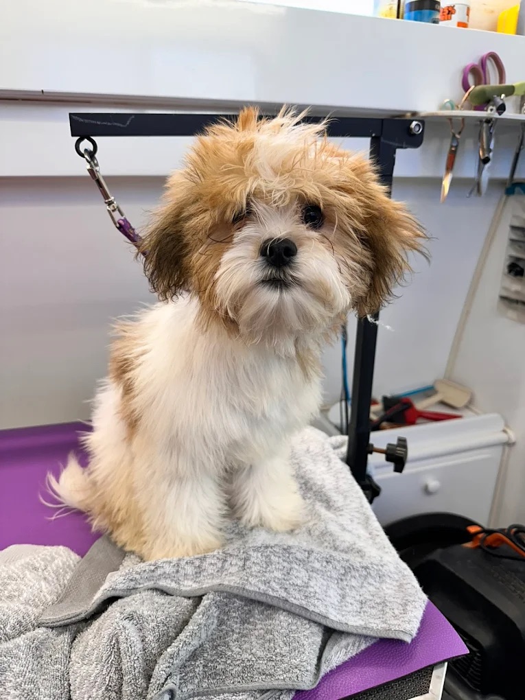 Bathing Service Bixby