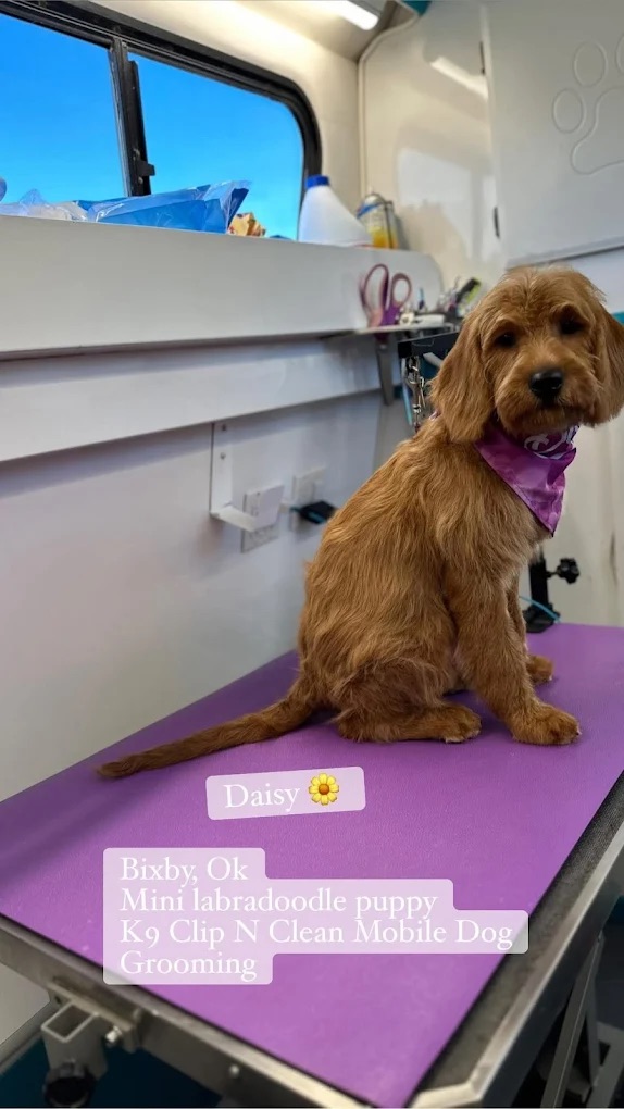 Bixby Full Dog Grooming