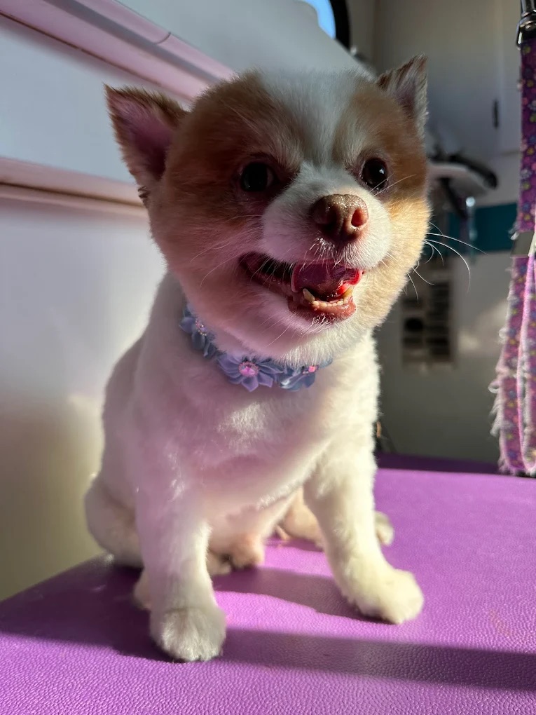 Kiefer Full Dog Grooming