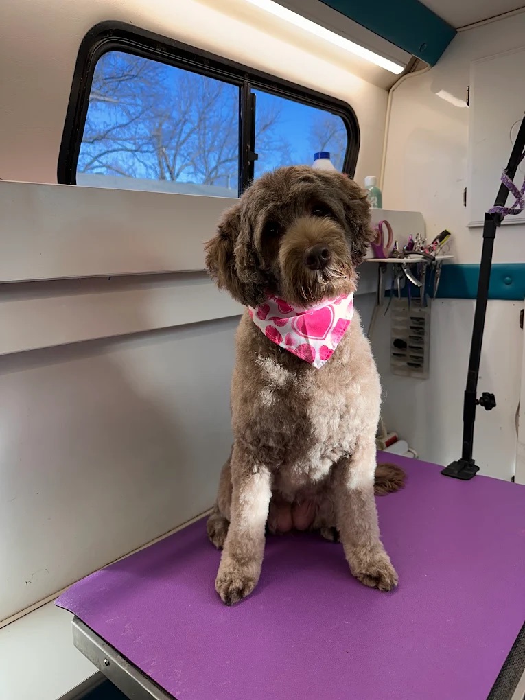 Full Dog Grooming