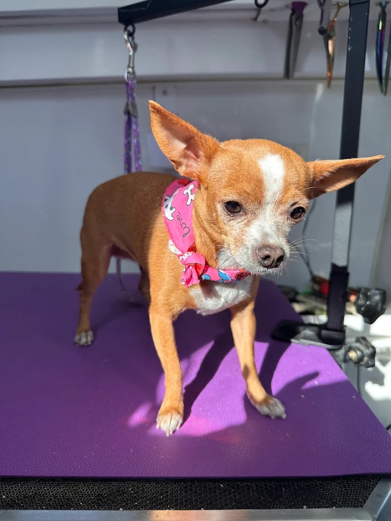 Coweta Full Dog Grooming