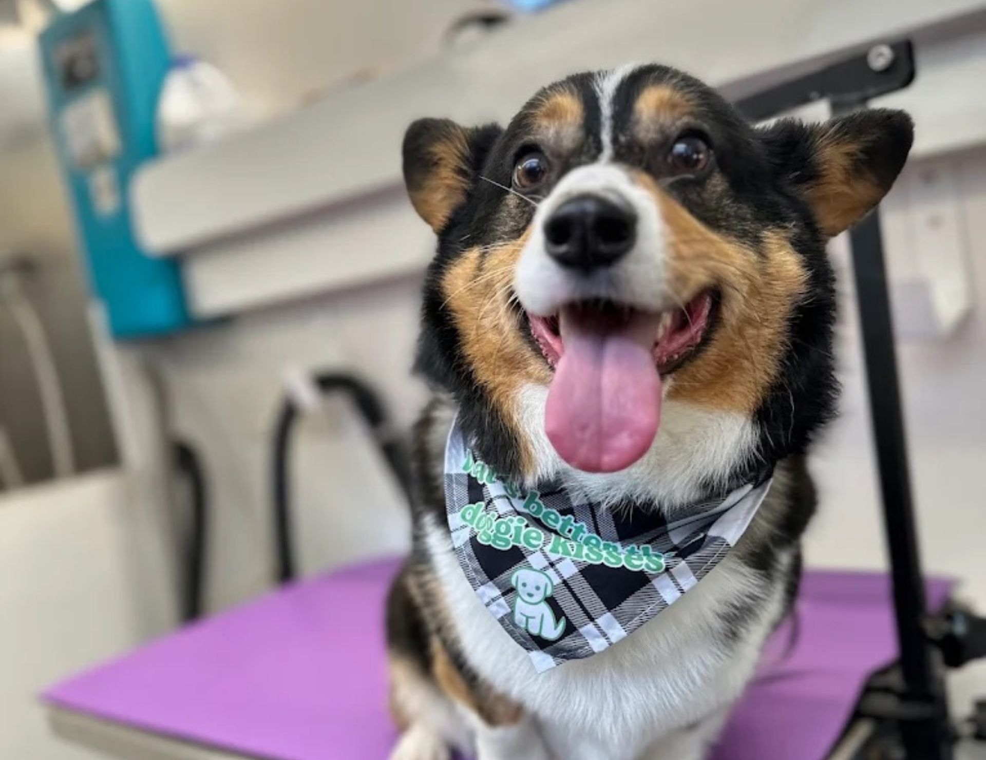 Mini Grooms in Bixby