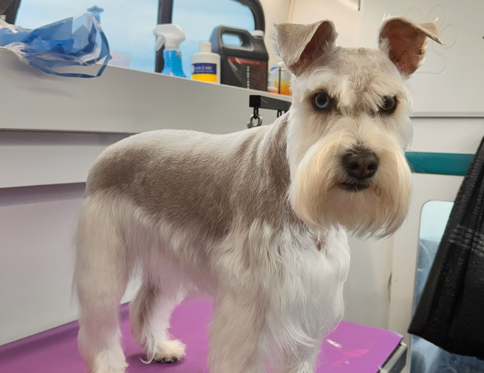 Ear Cleaning in Bixby