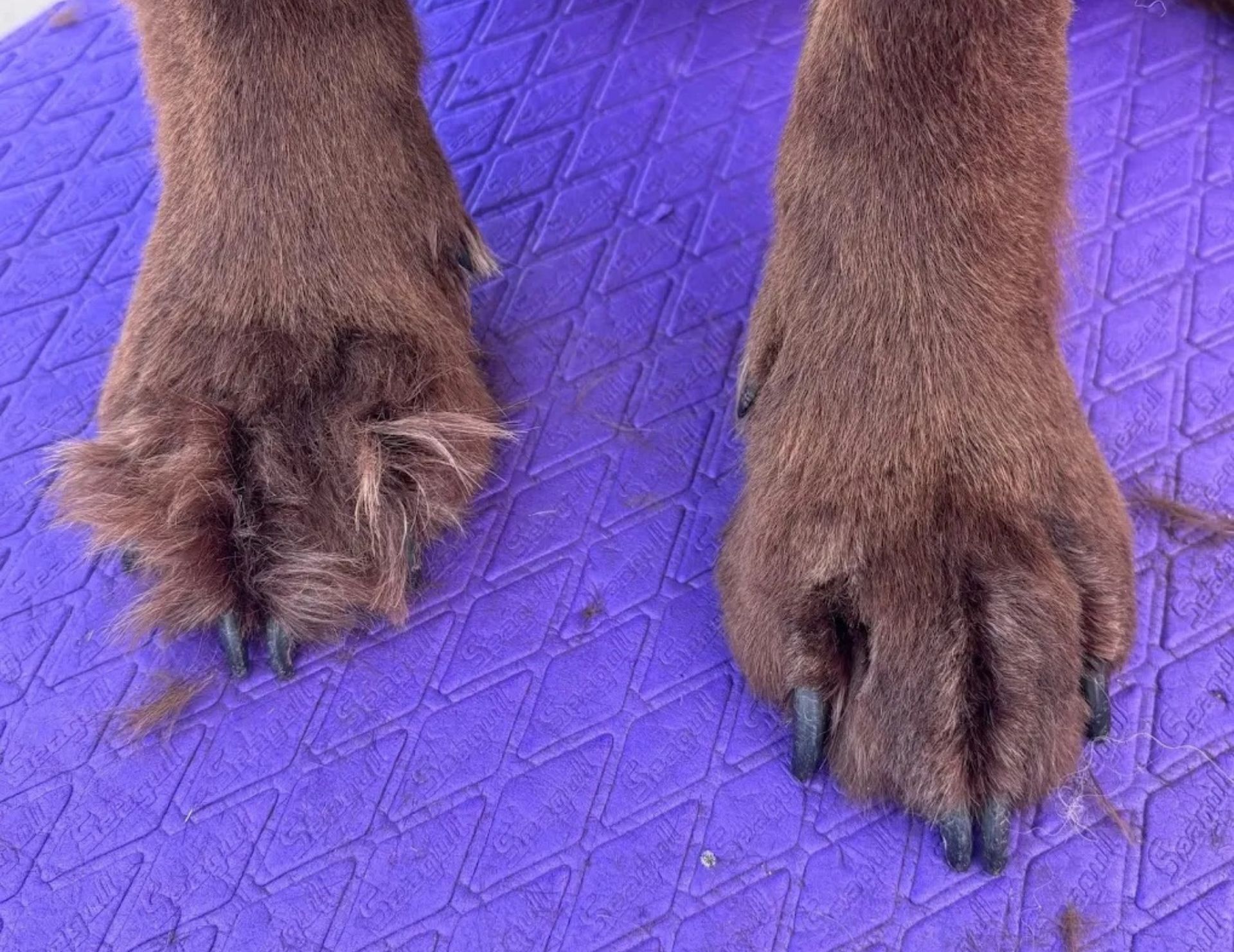 Broken Arrow Nail Trims