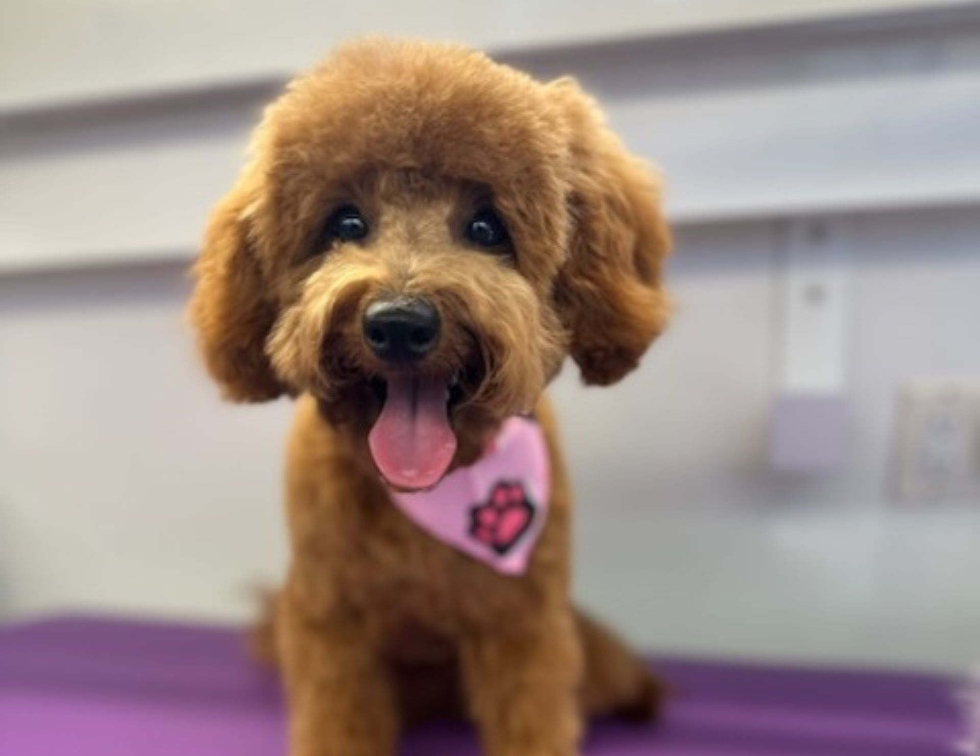 {{ custom_values.service_1 }} in {{custom_values.biz_area_1})