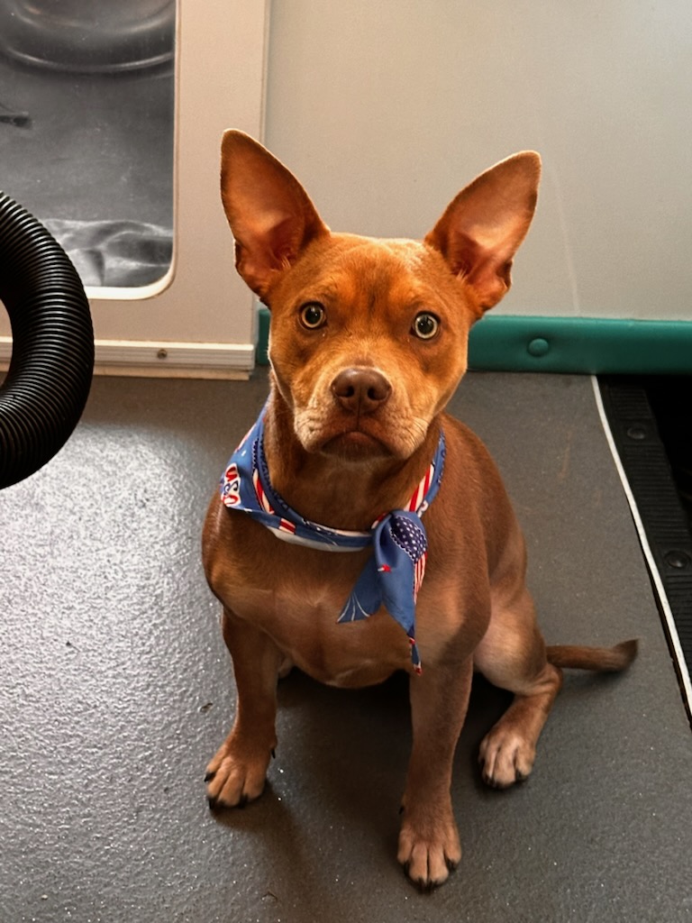 Bathing Service in Bixby