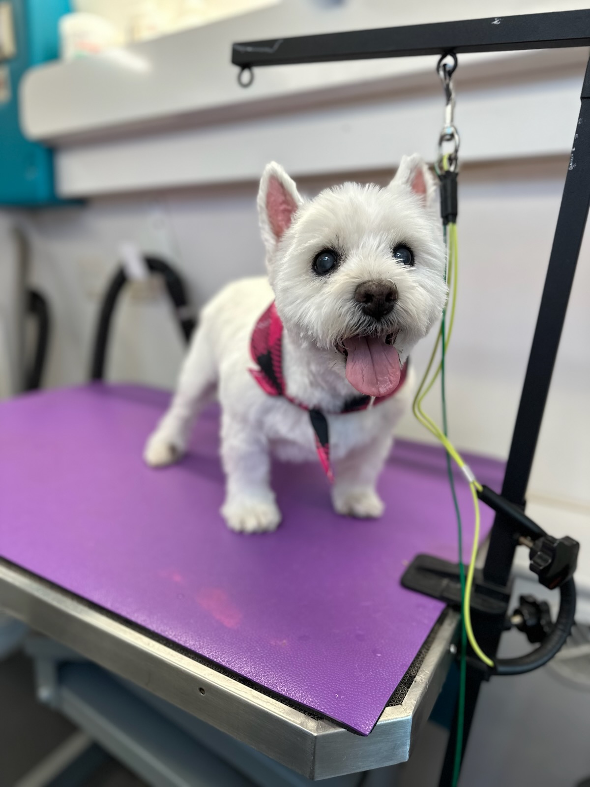 Full Dog Grooming Bixby