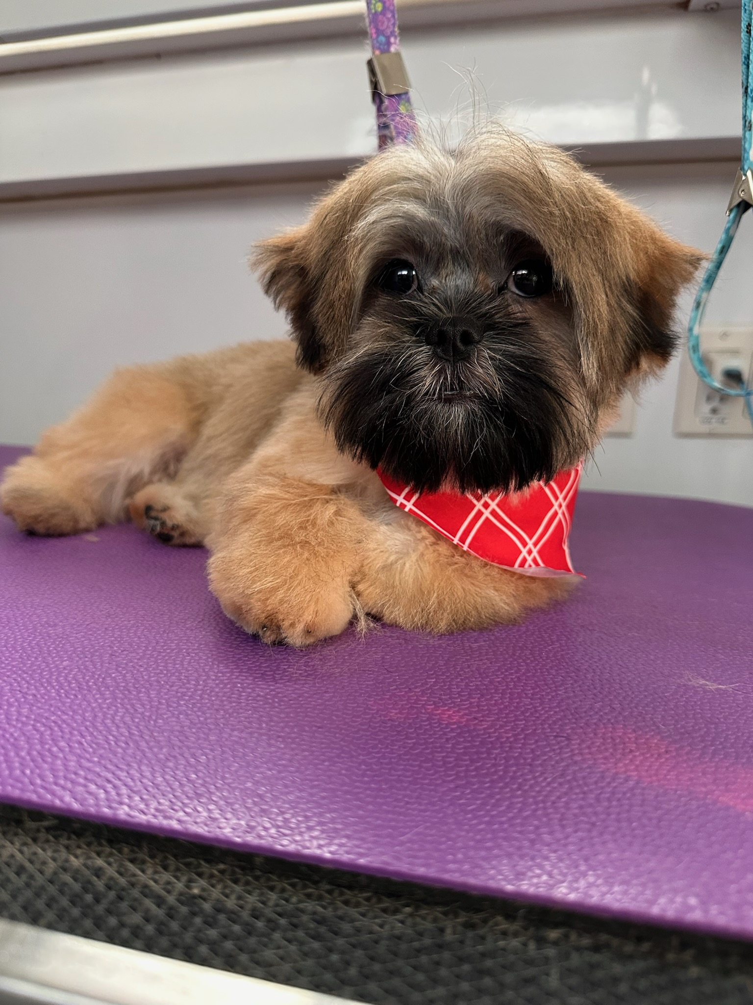 Jenks Full Dog Grooming