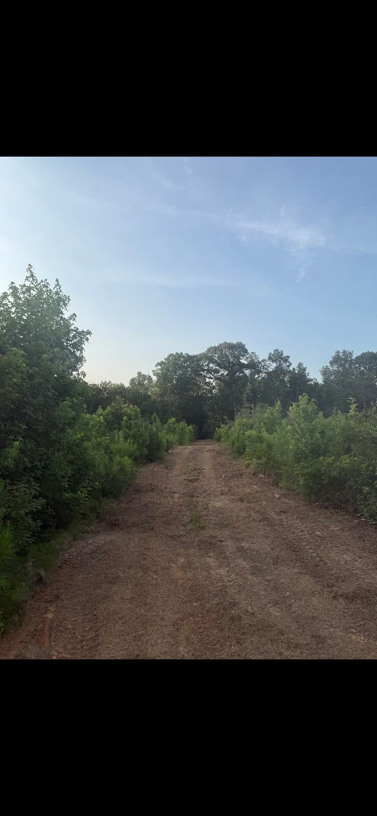 Clean cut lane running between the timber toward a stand location