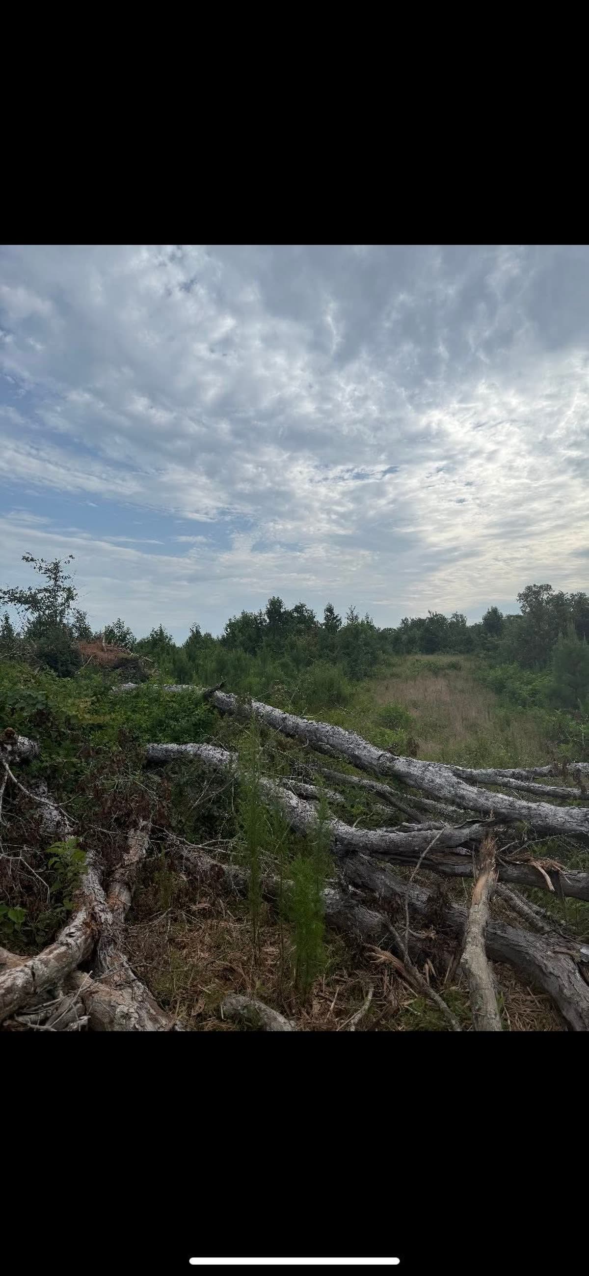 Field littered with downed logs and slash before clearing