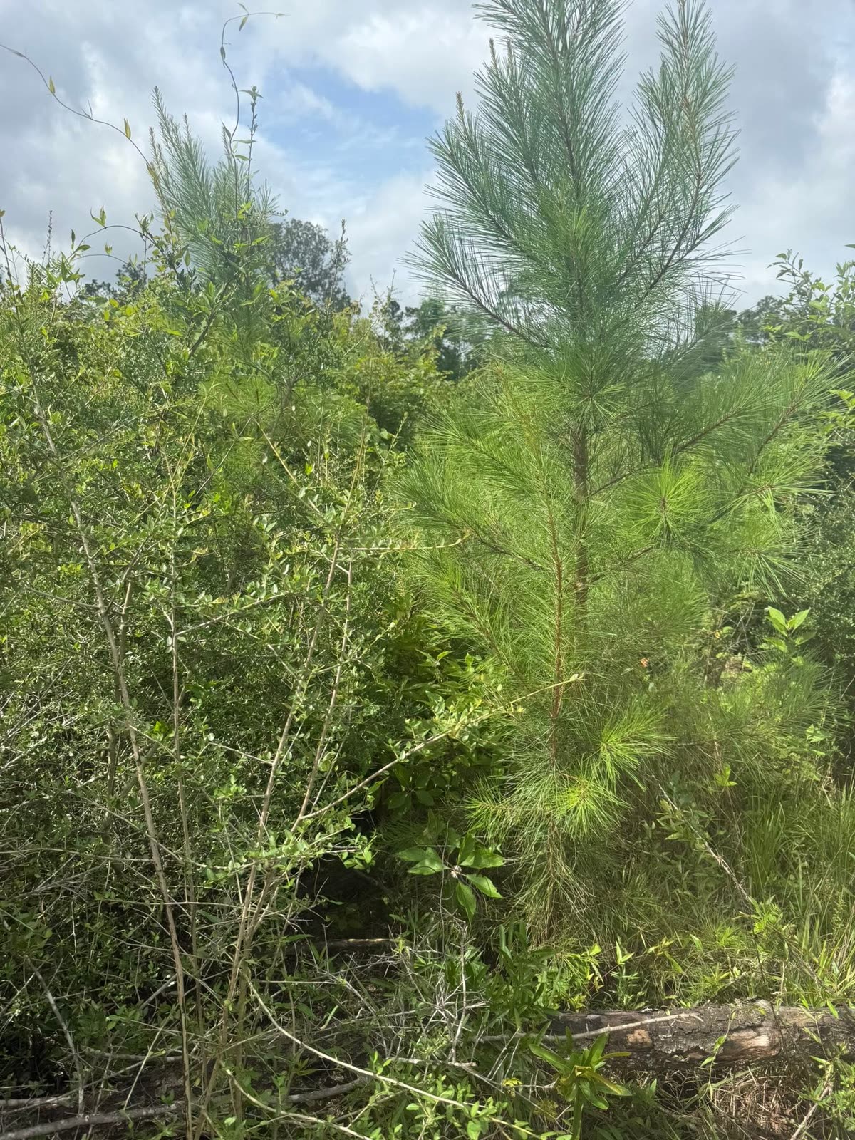 Thick green brush and volunteer pine choking a property line before mulching